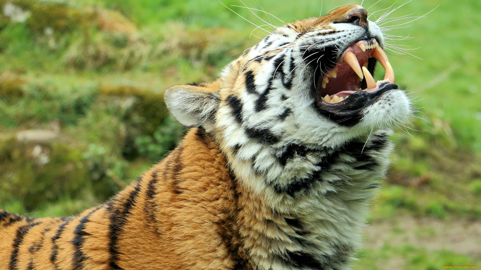 животные, тигры, профиль, оскал