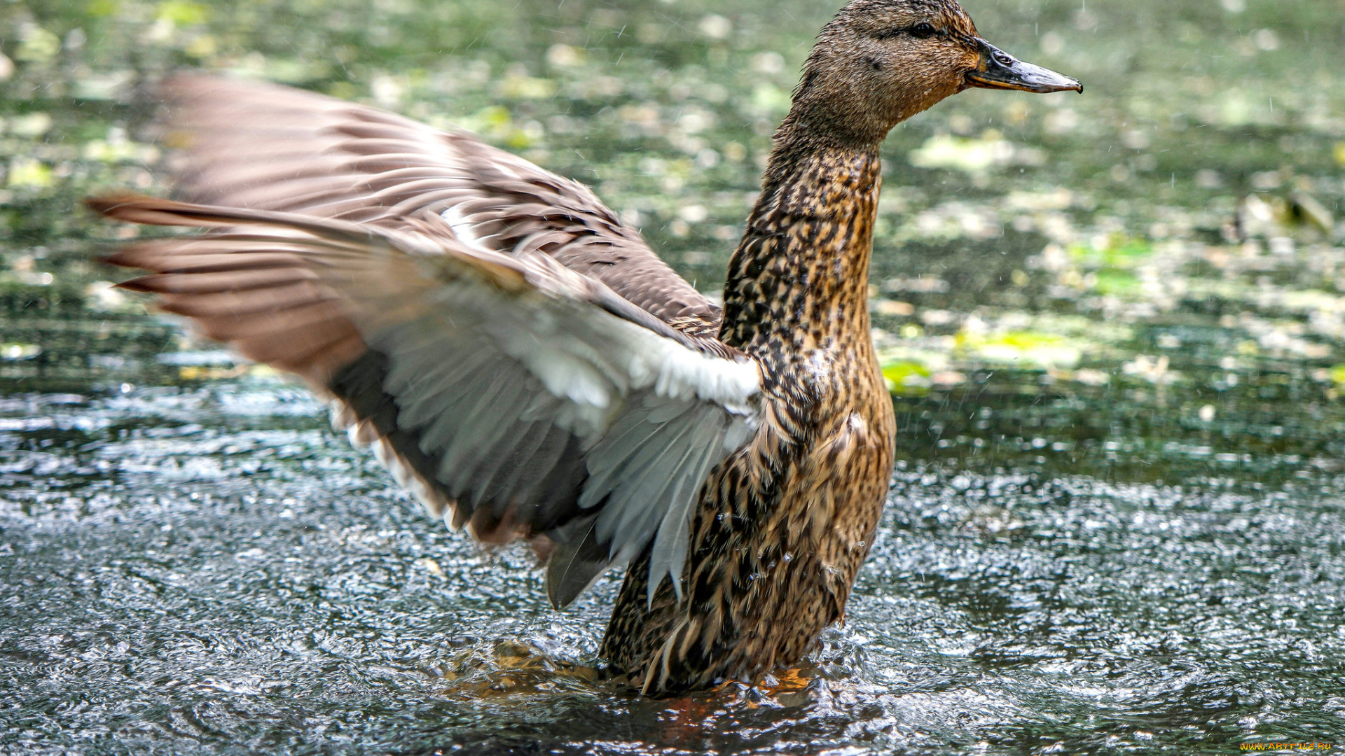 животные, утки, утка