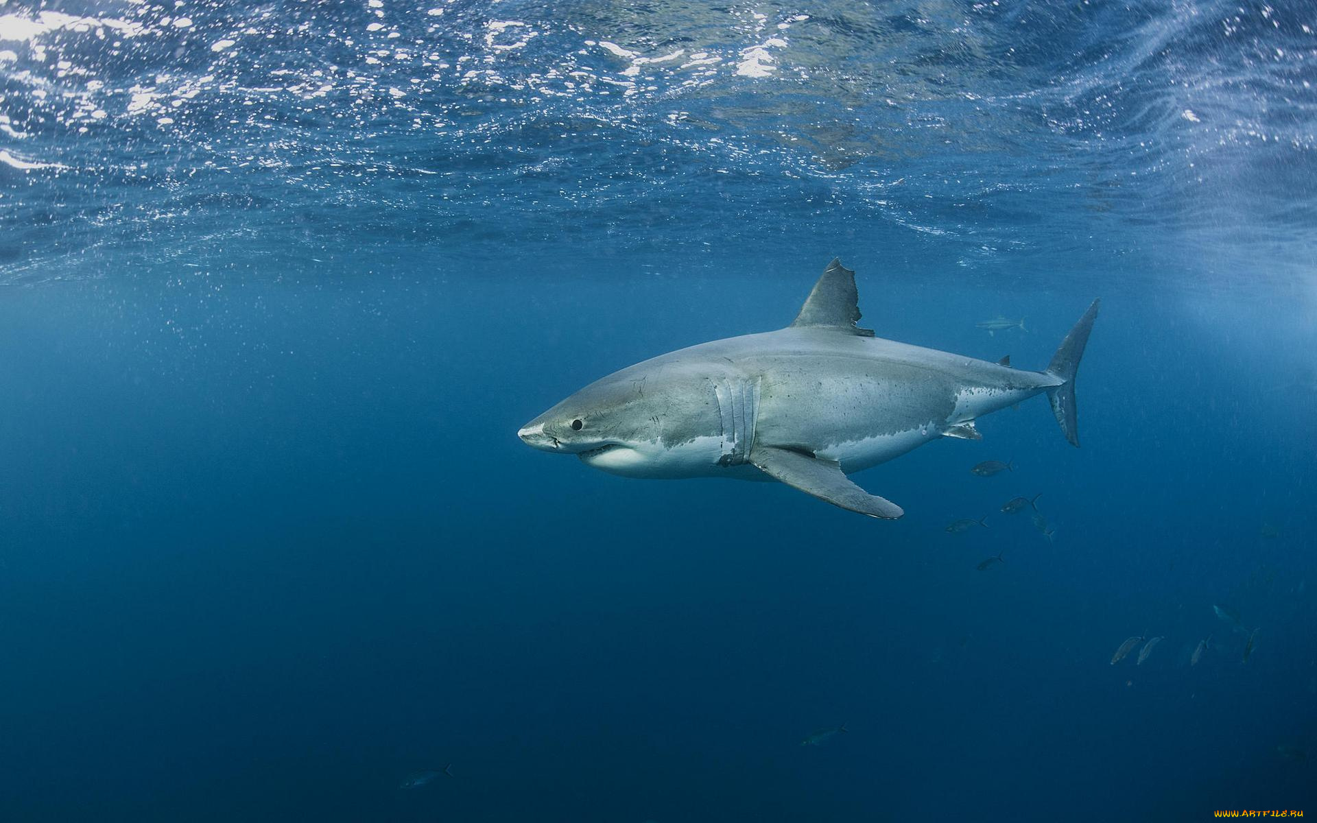 животные, акулы, акула