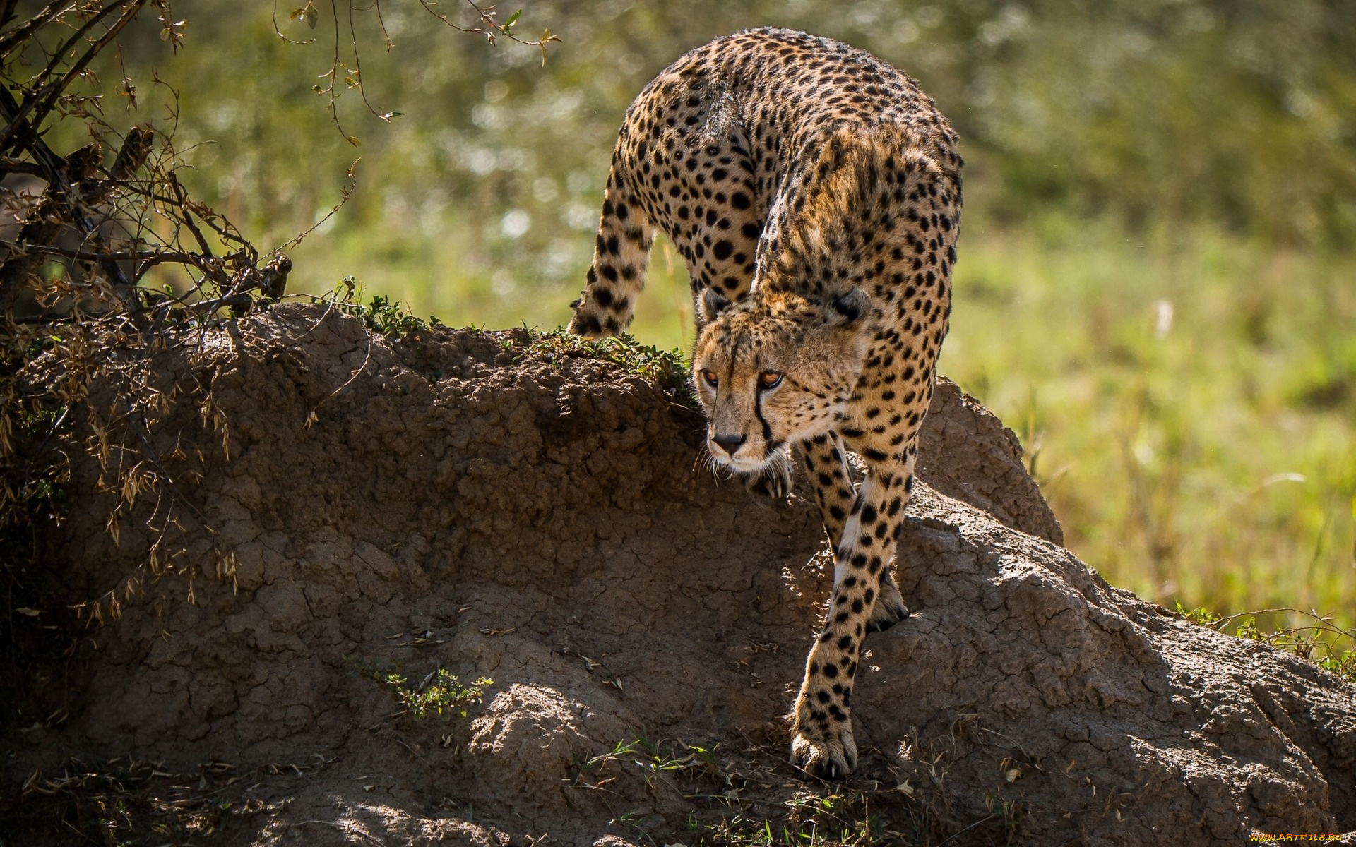 животные, гепарды, природа