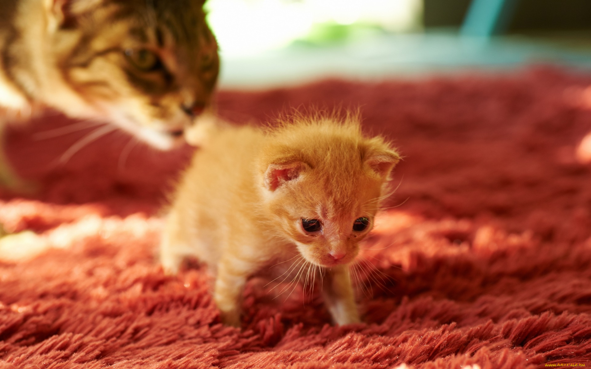 животные, коты, котенок