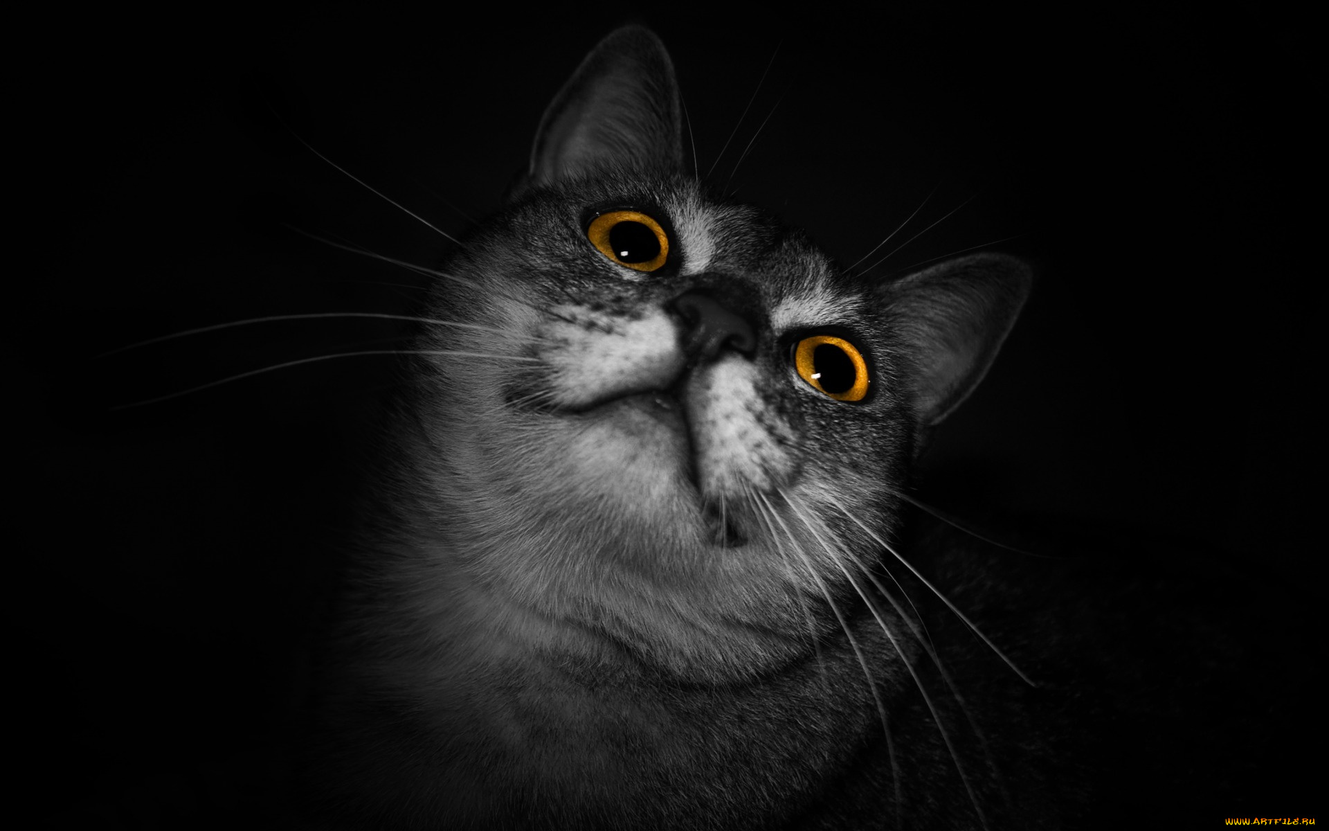 животные, коты, морда