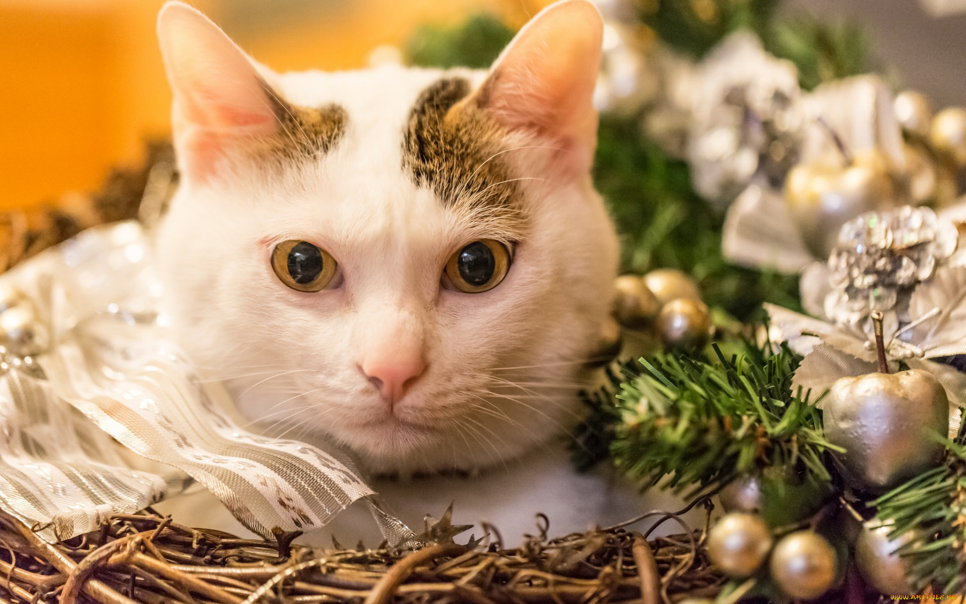 животные, коты, морда, взгляд