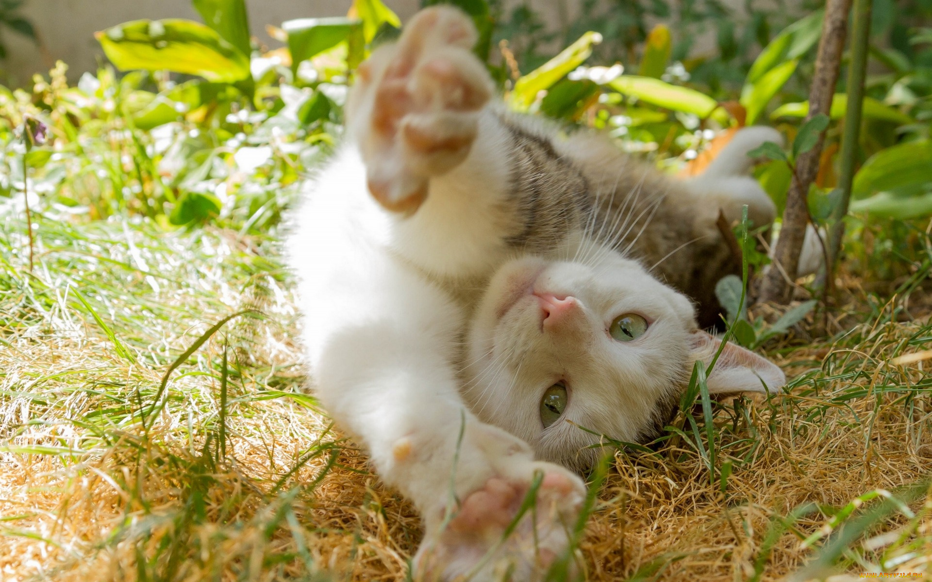 животные, коты, растения