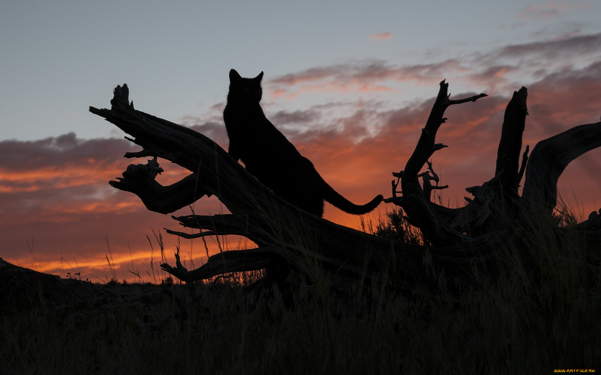 животные, коты, силуэт