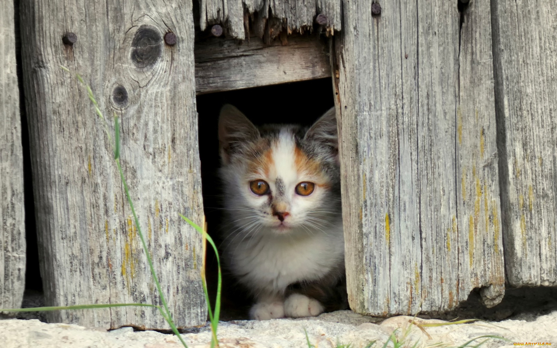 животные, коты, взгляд