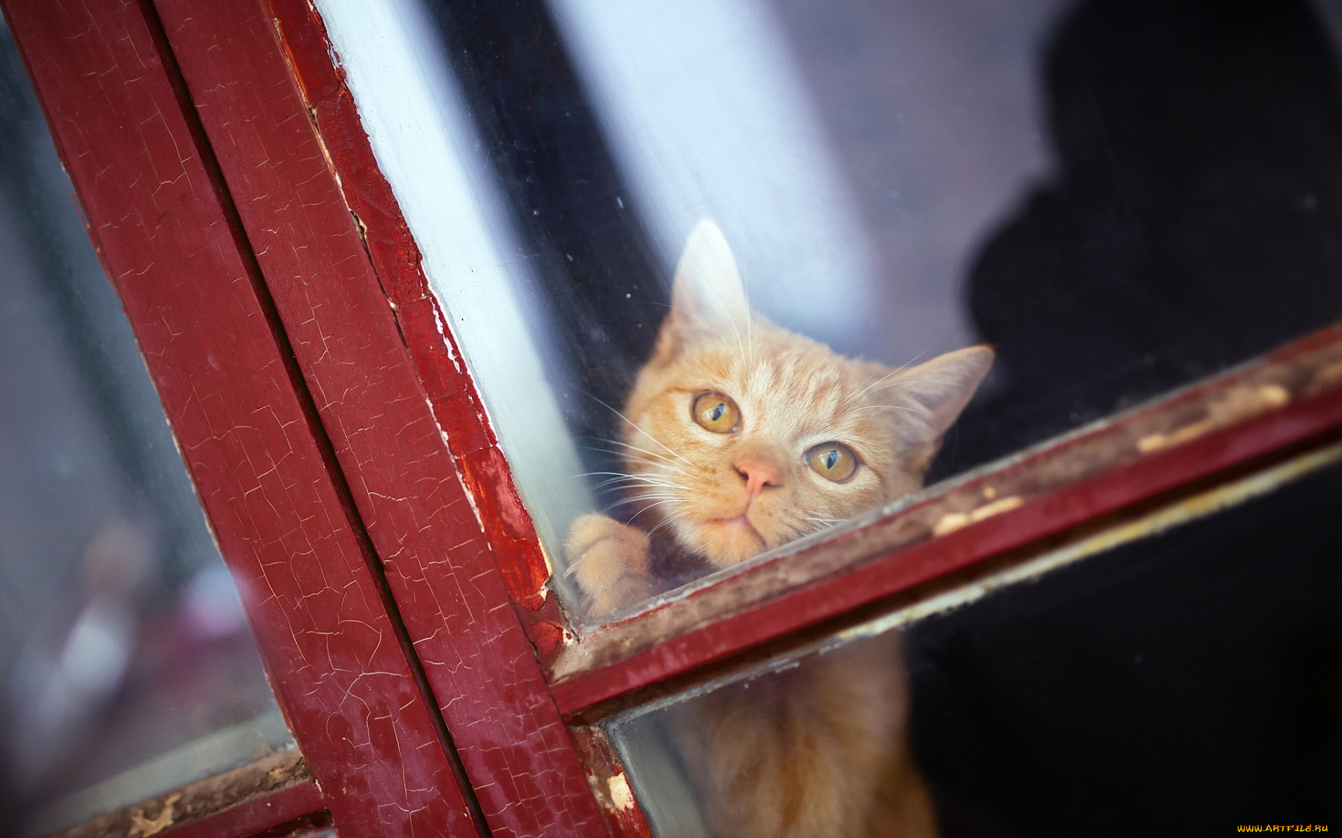 животные, коты, взгляд