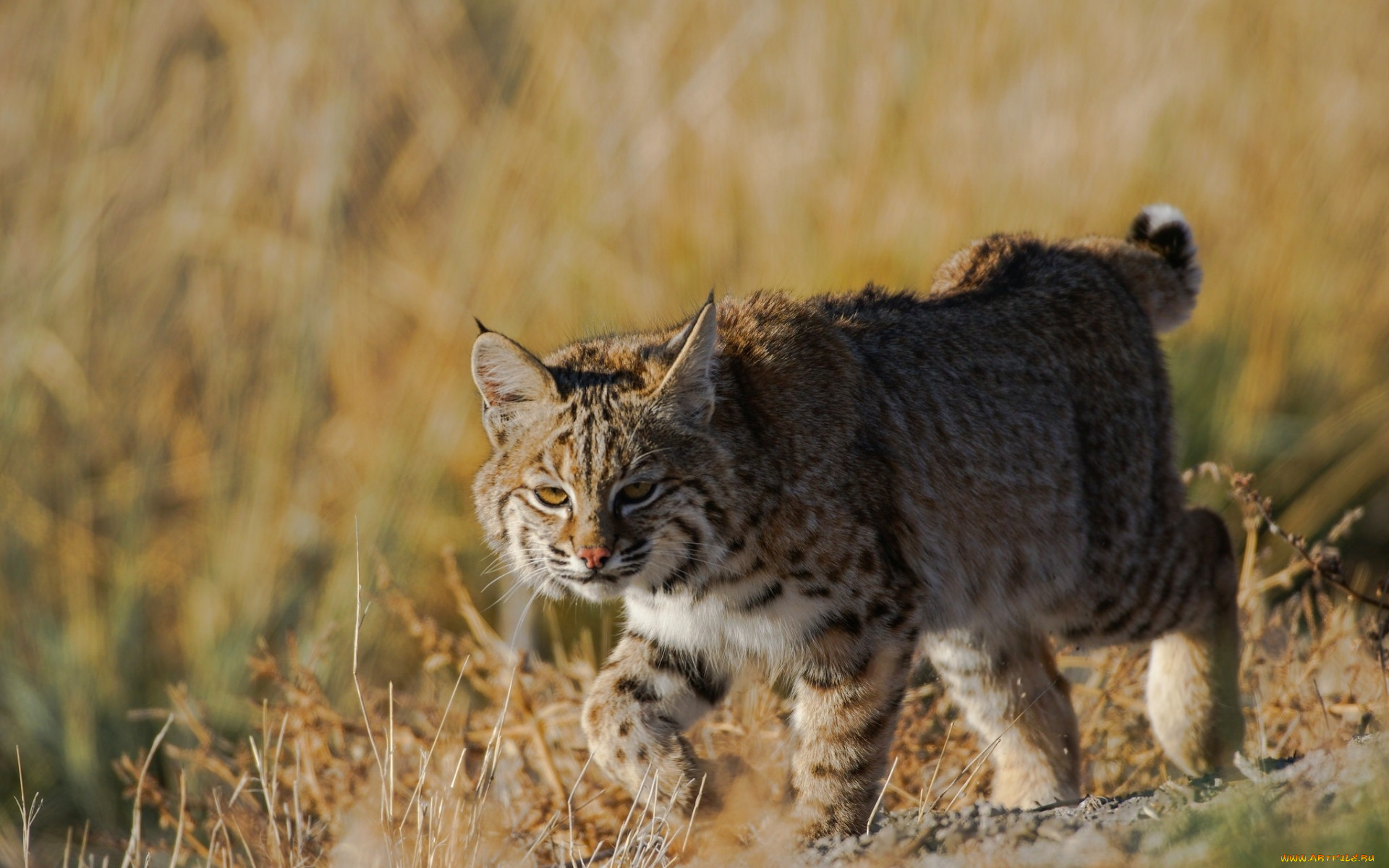 животные, рыси, взгляд