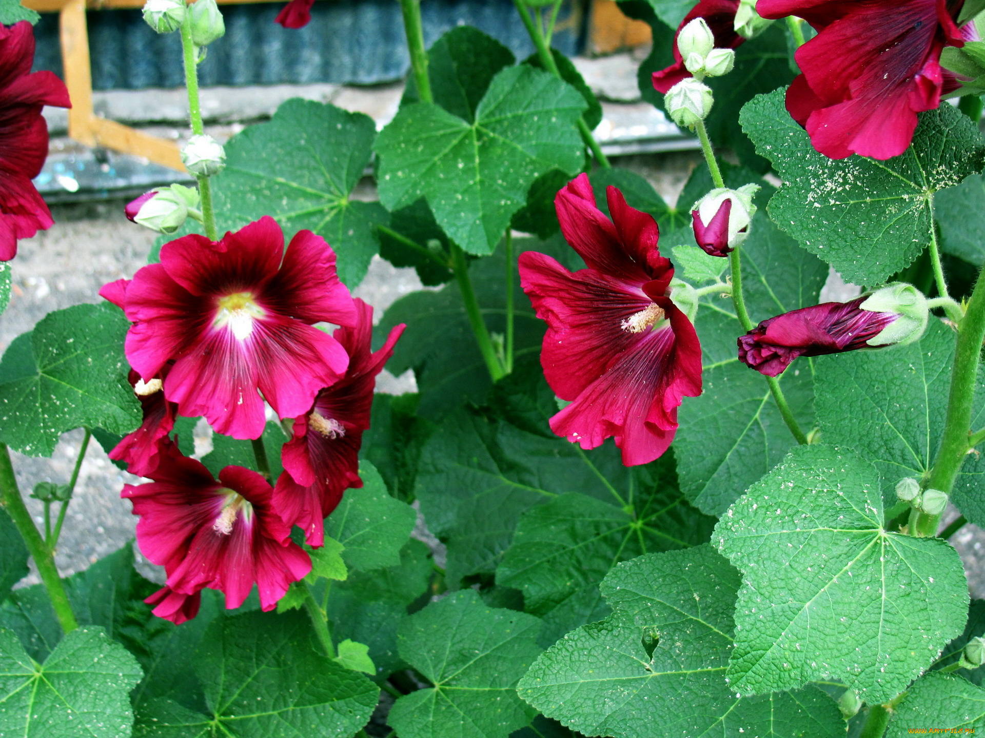 цветы, мальвы, бордо