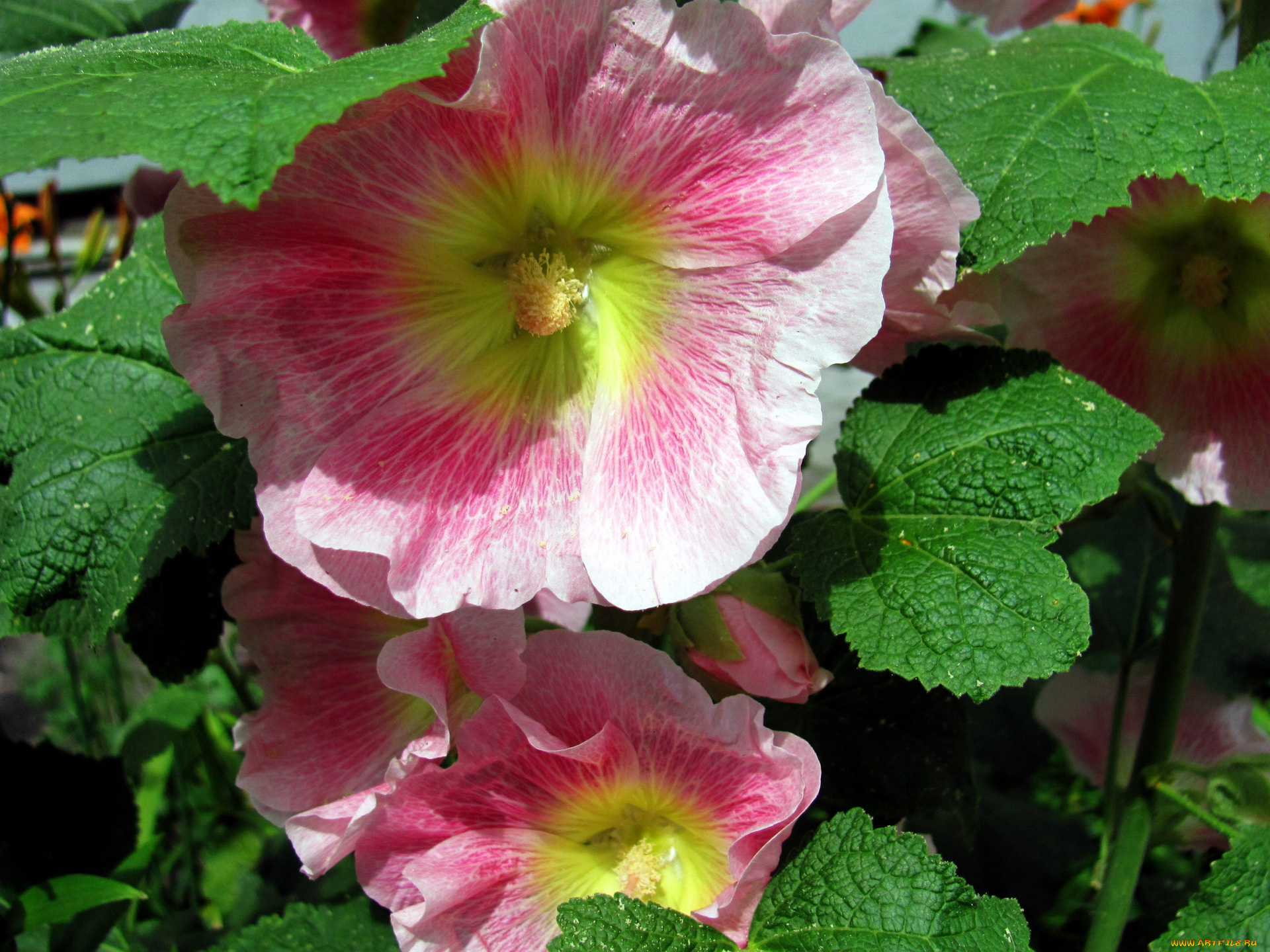 цветы, мальвы, макро