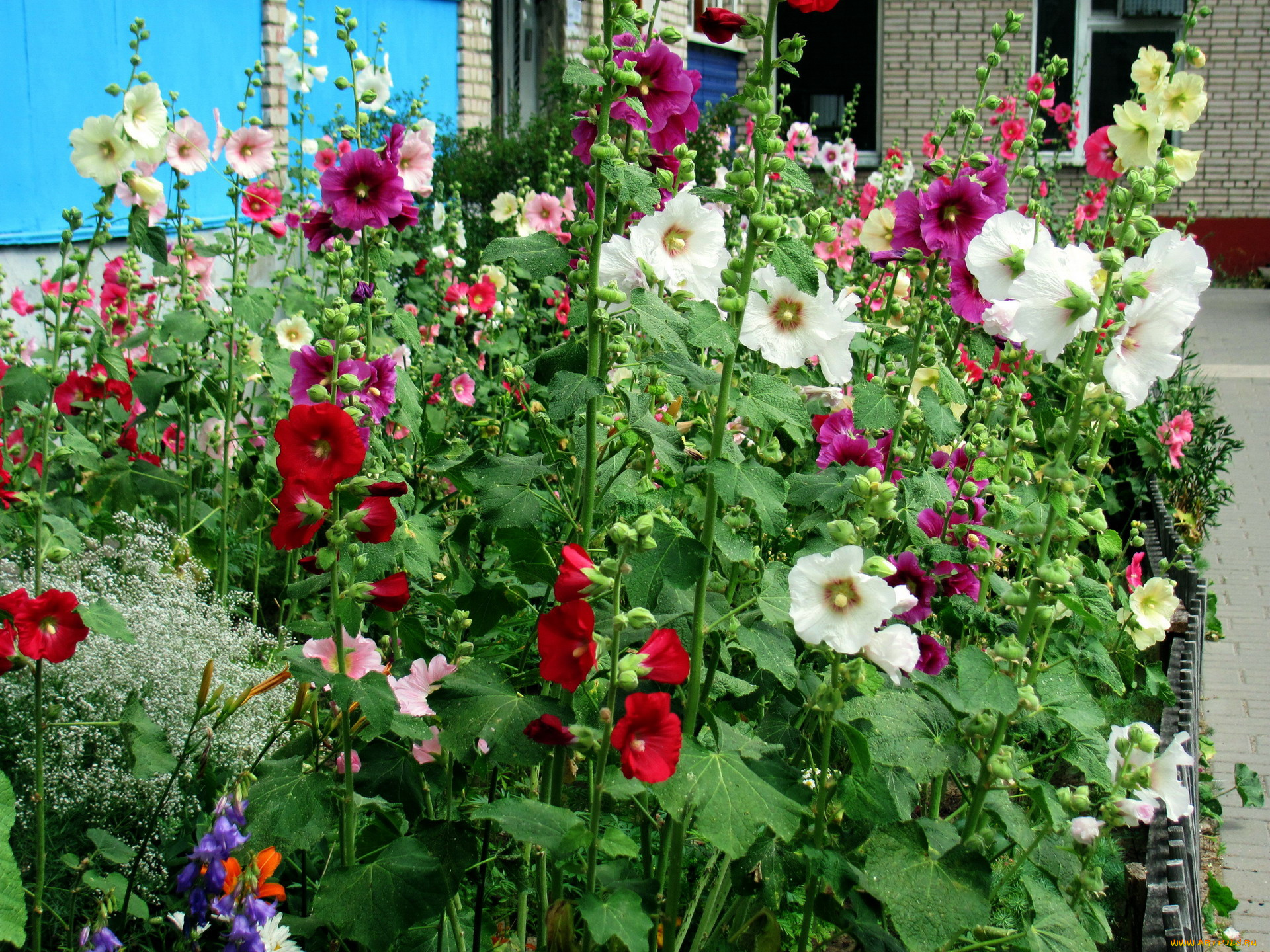 цветы, мальвы, много