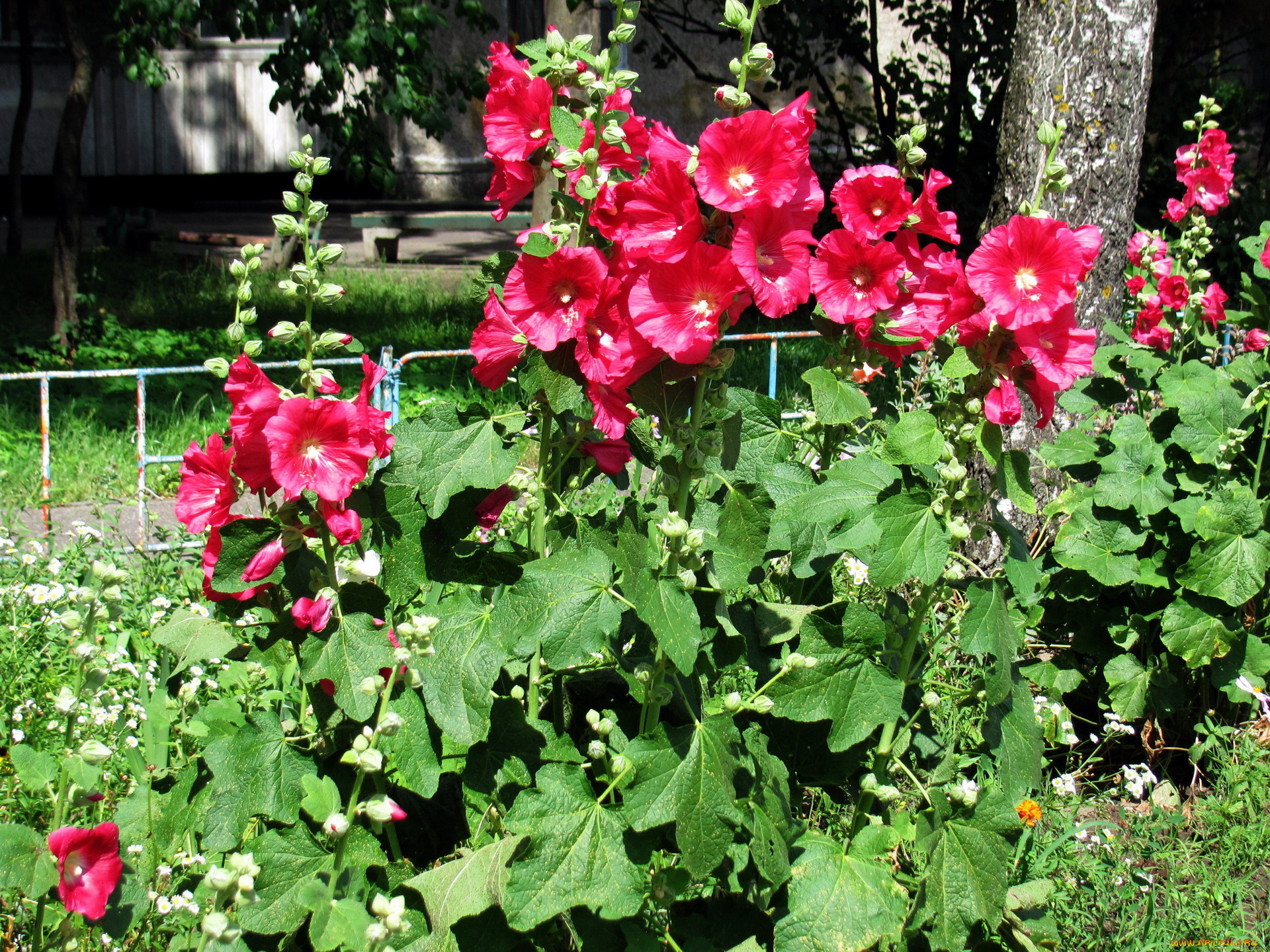 цветы, мальвы, розовый