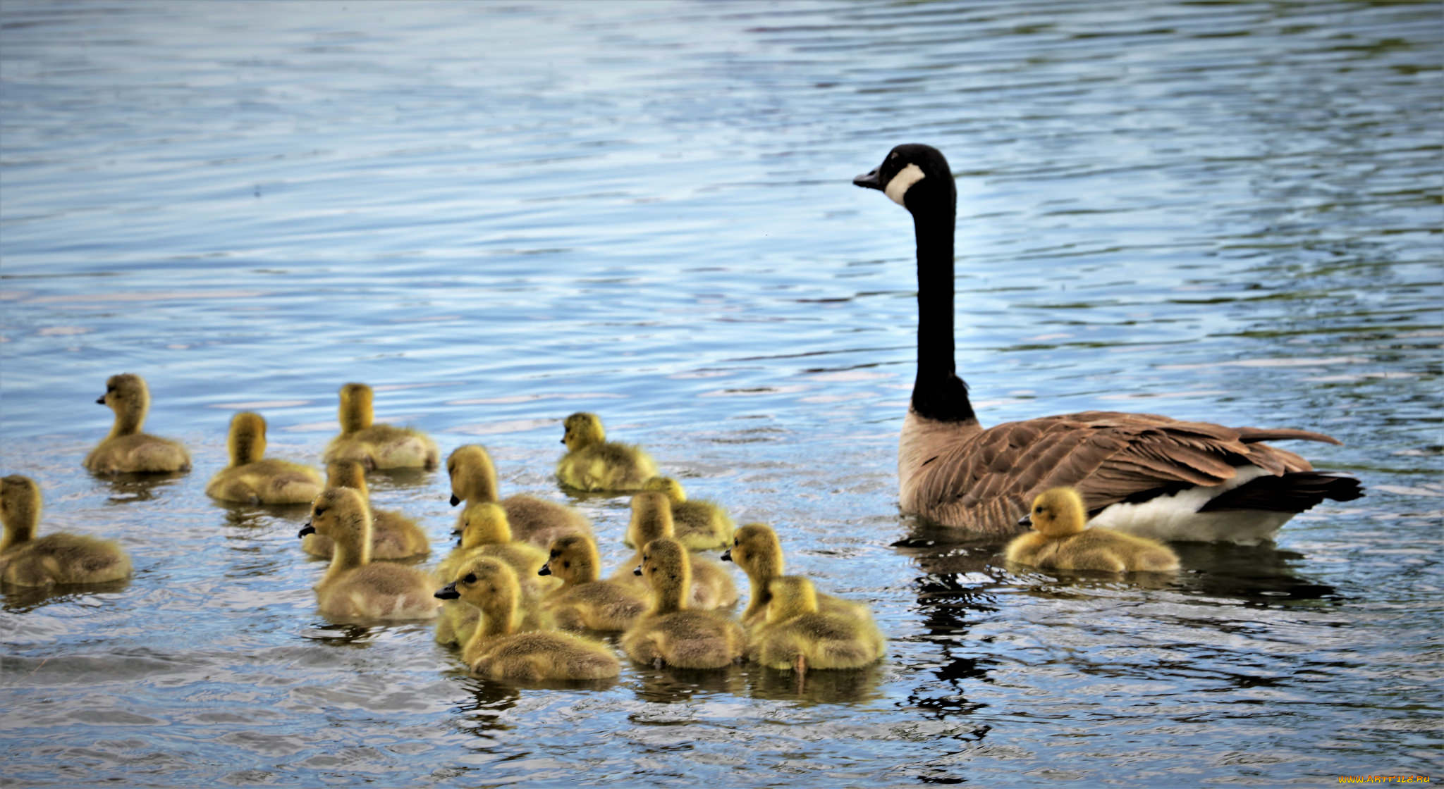 животные, гуси