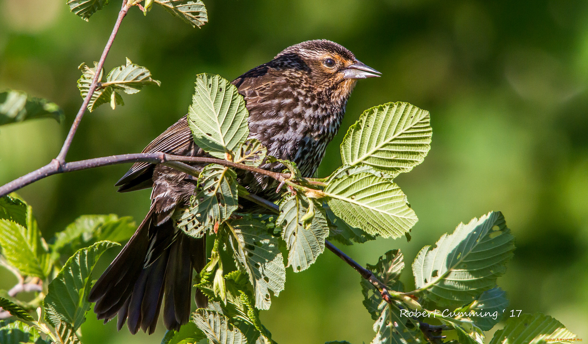 животные, птицы, птичка
