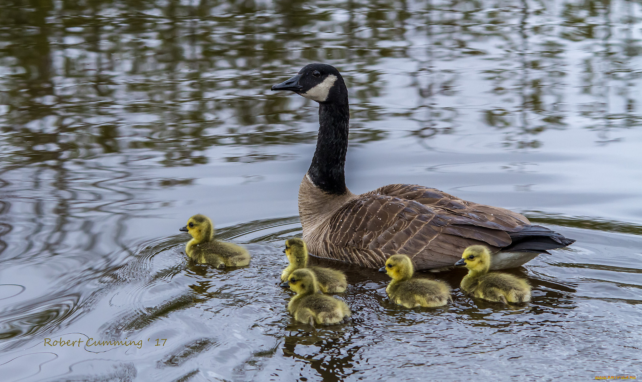 животные, гуси