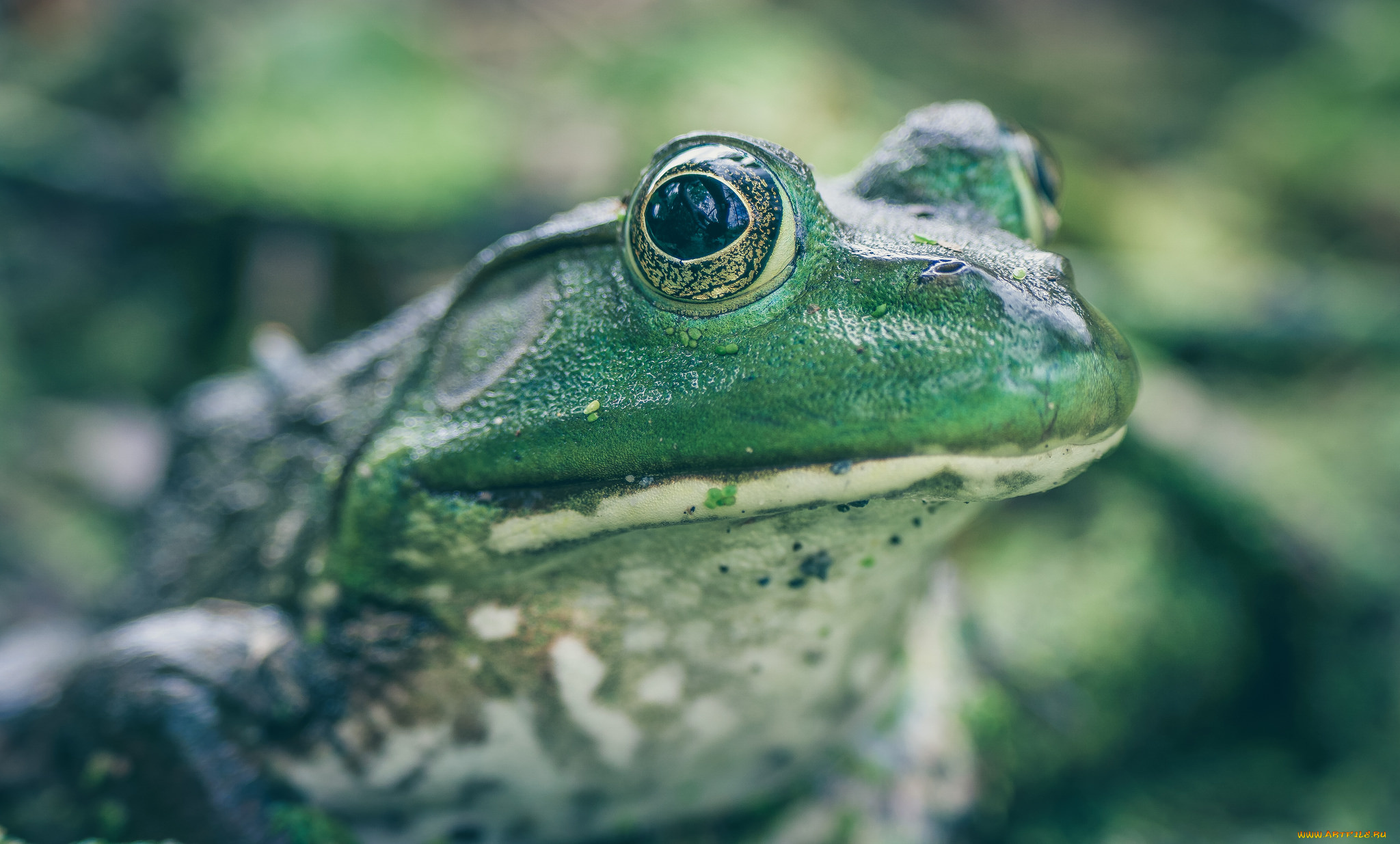 животные, лягушки, лягушка