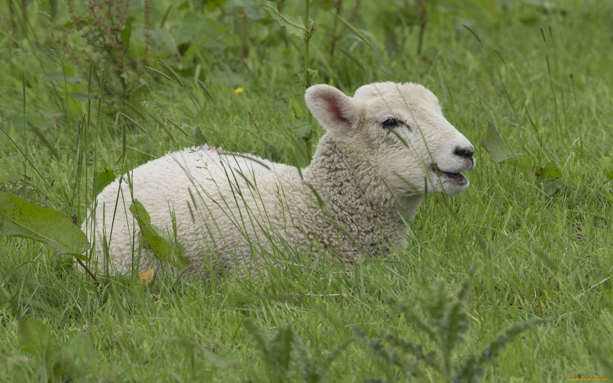 животные, овцы, , бараны, барашка