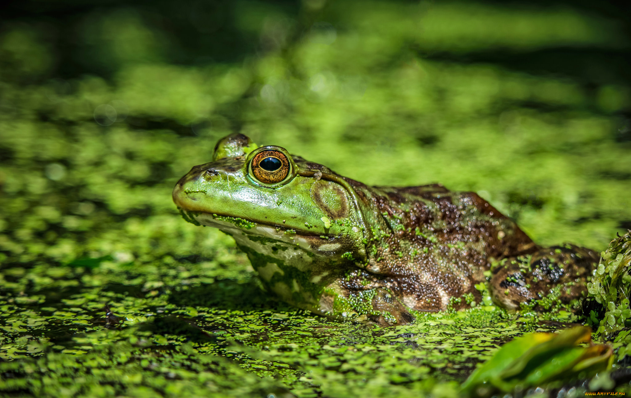 животные, лягушки, лягушка