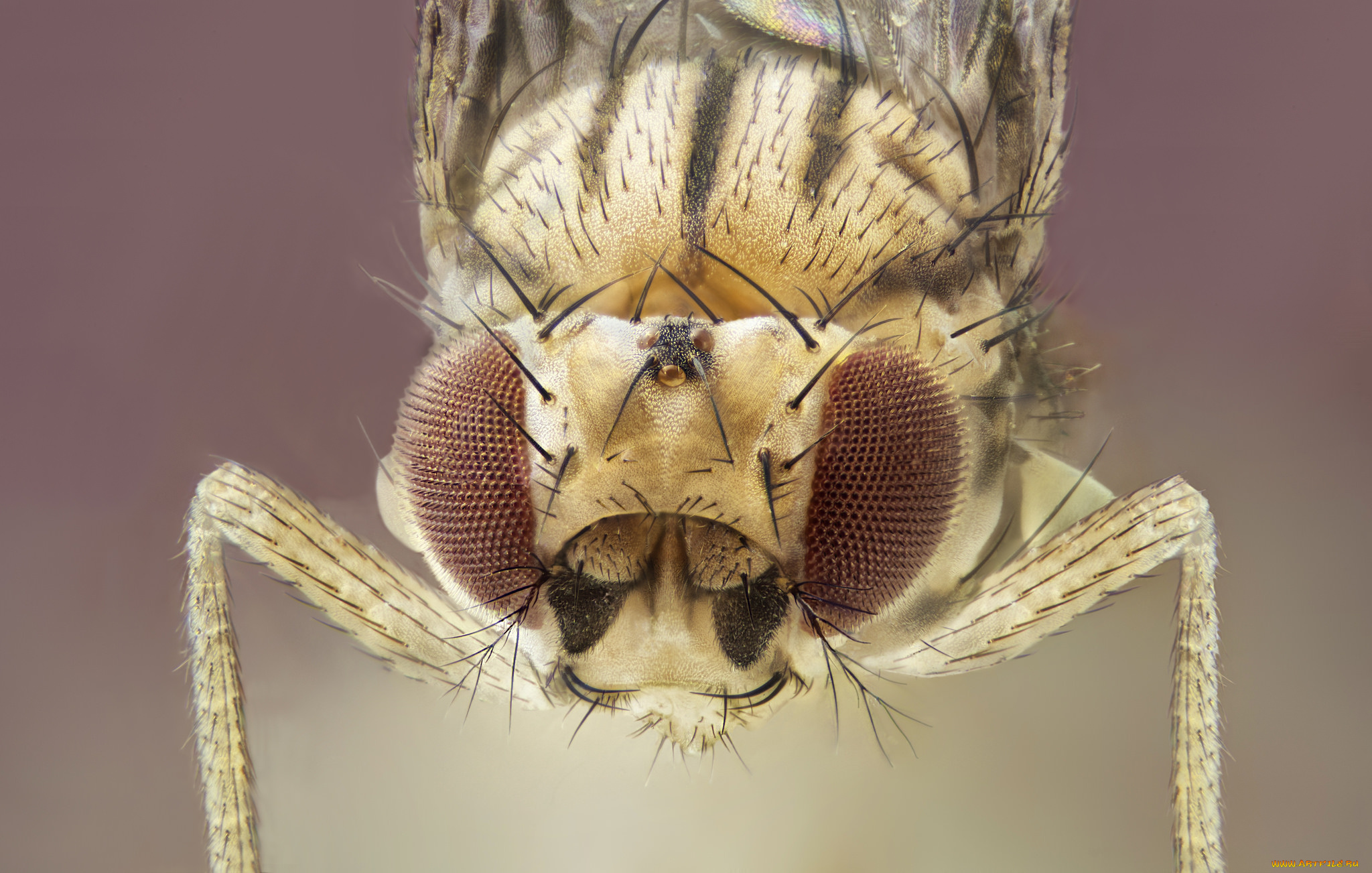 животные, насекомые, муха