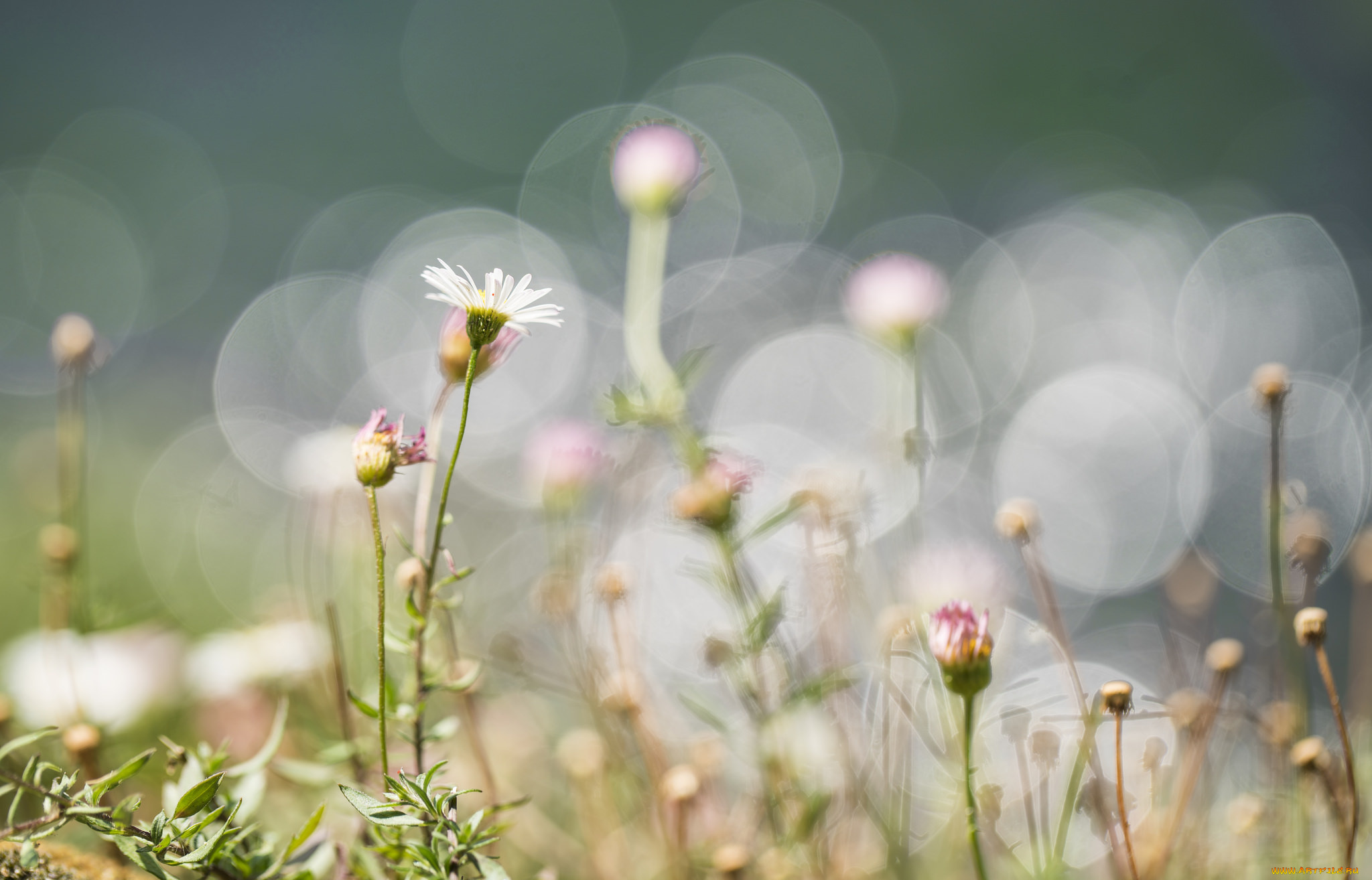 цветы, ромашки, ромашка