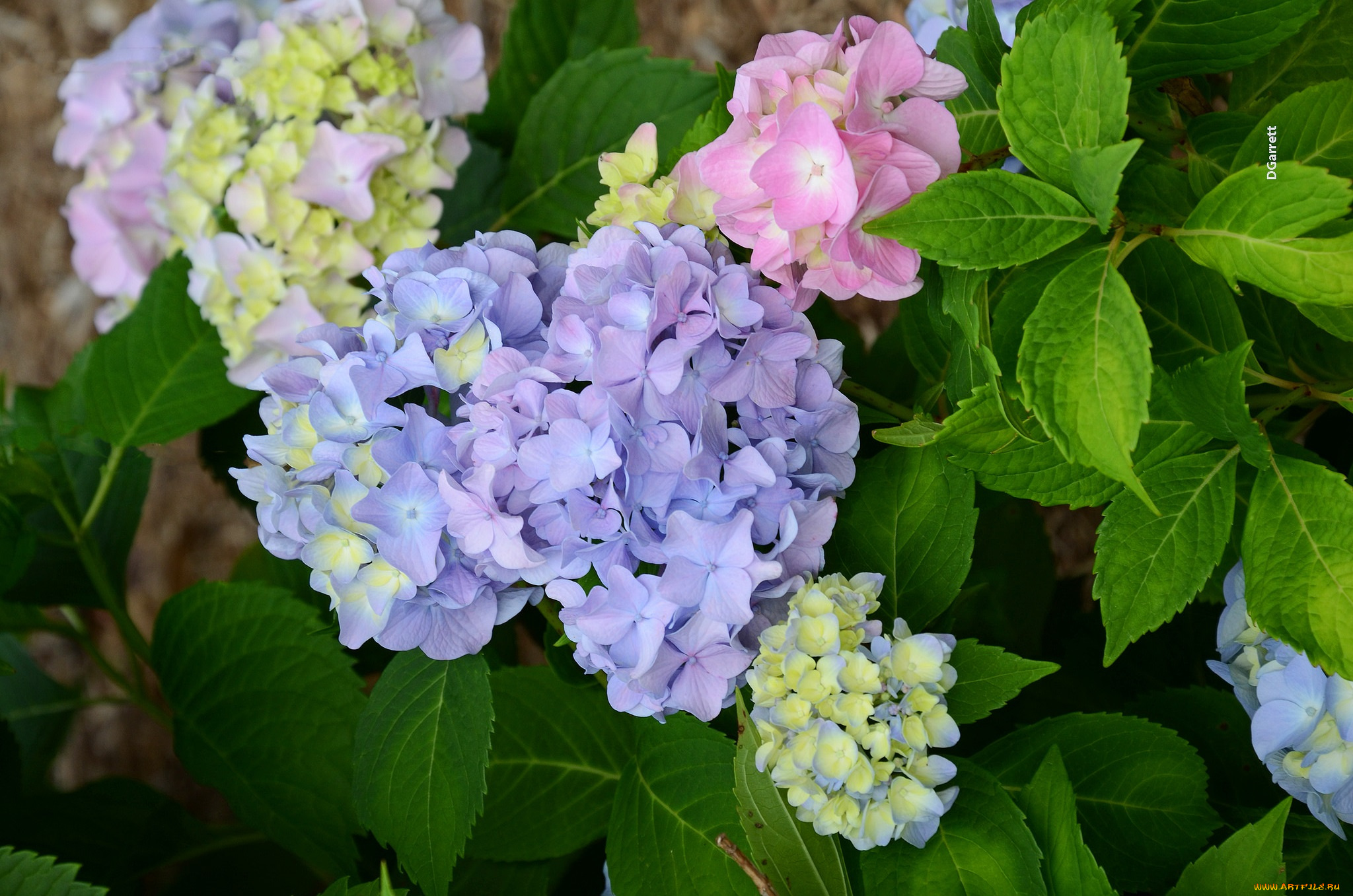 цветы, гортензия