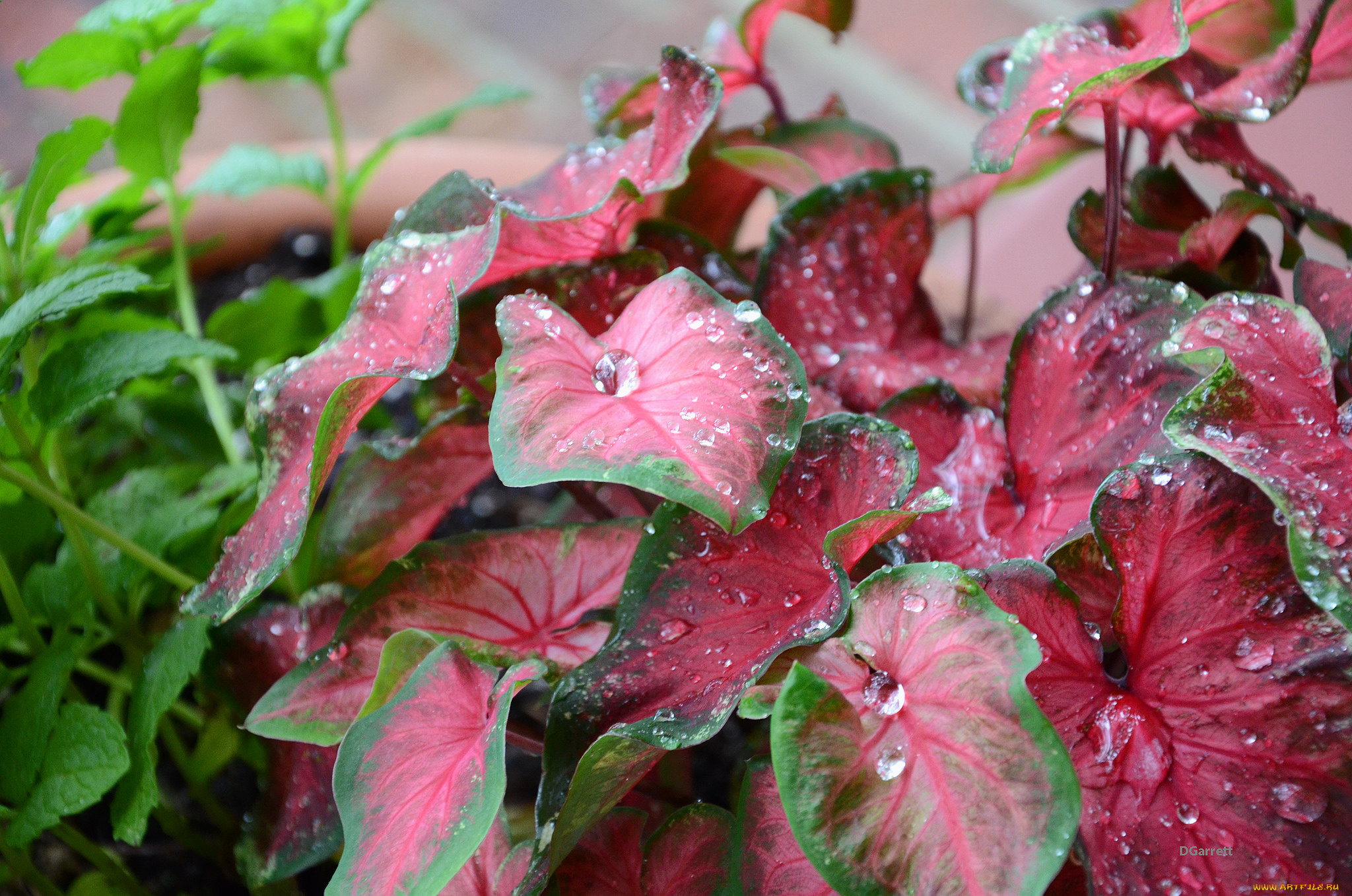 цветы, листья