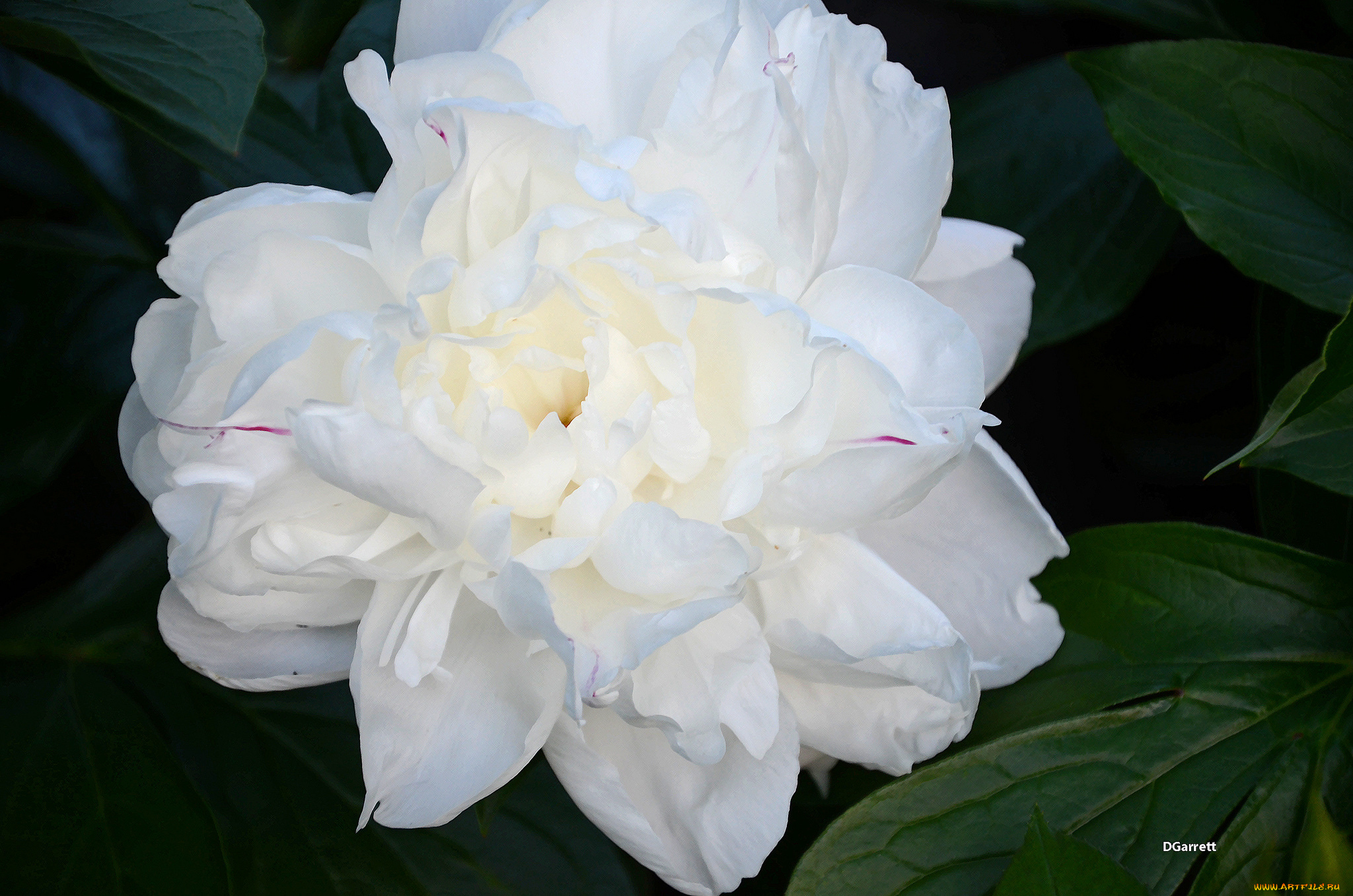 цветы, пионы, пион