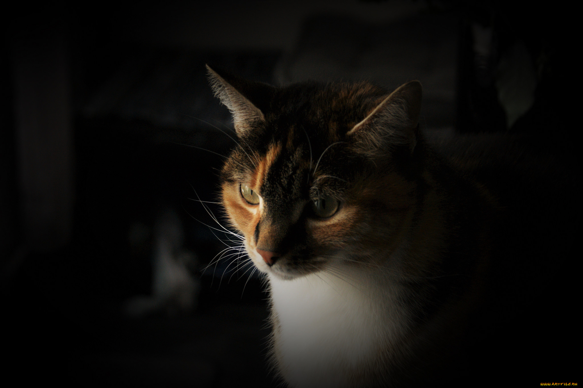 животные, коты, кошка