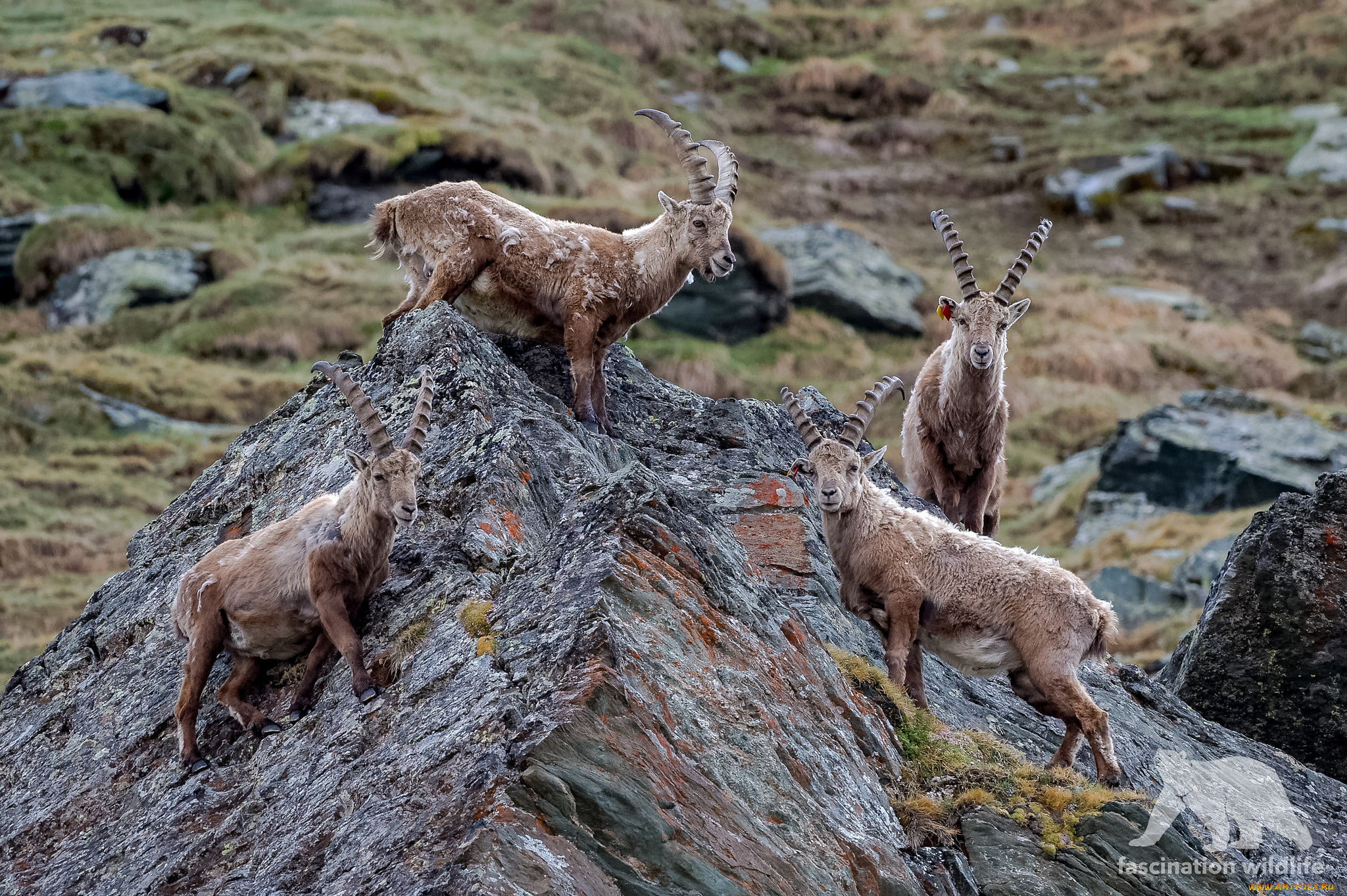 животные, козы