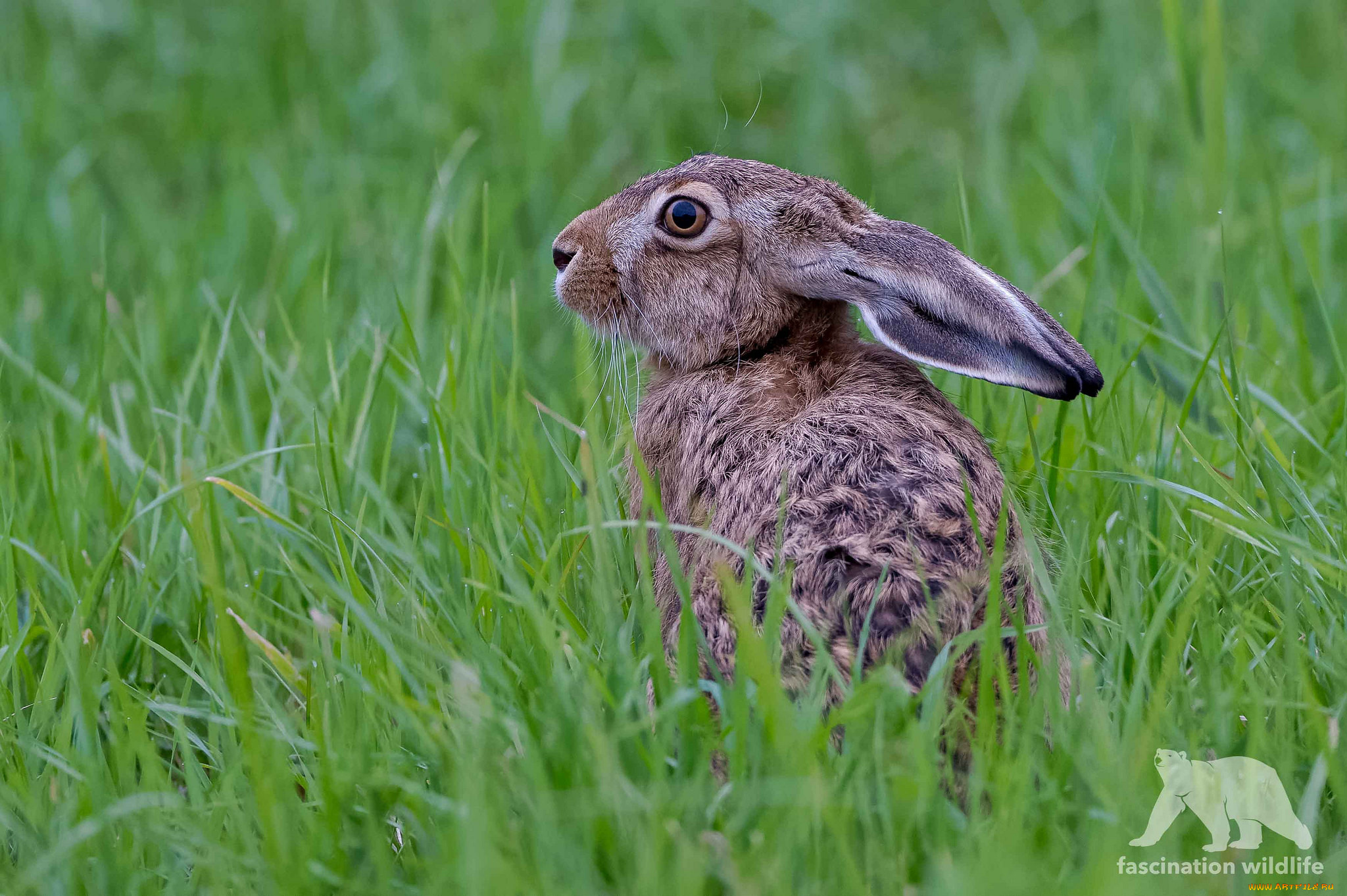 животные, кролики, , зайцы, заяц