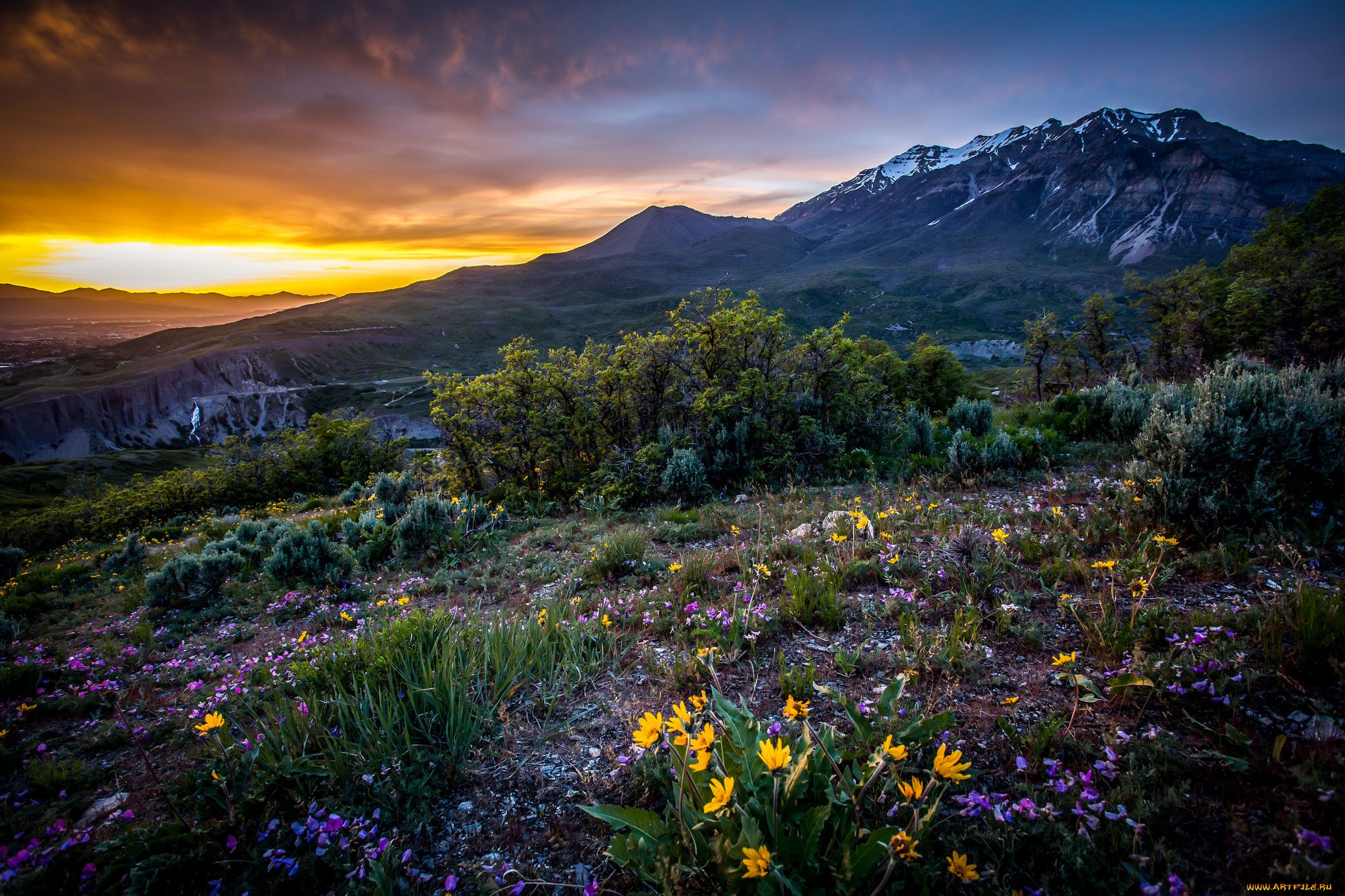 природа, луга, простор