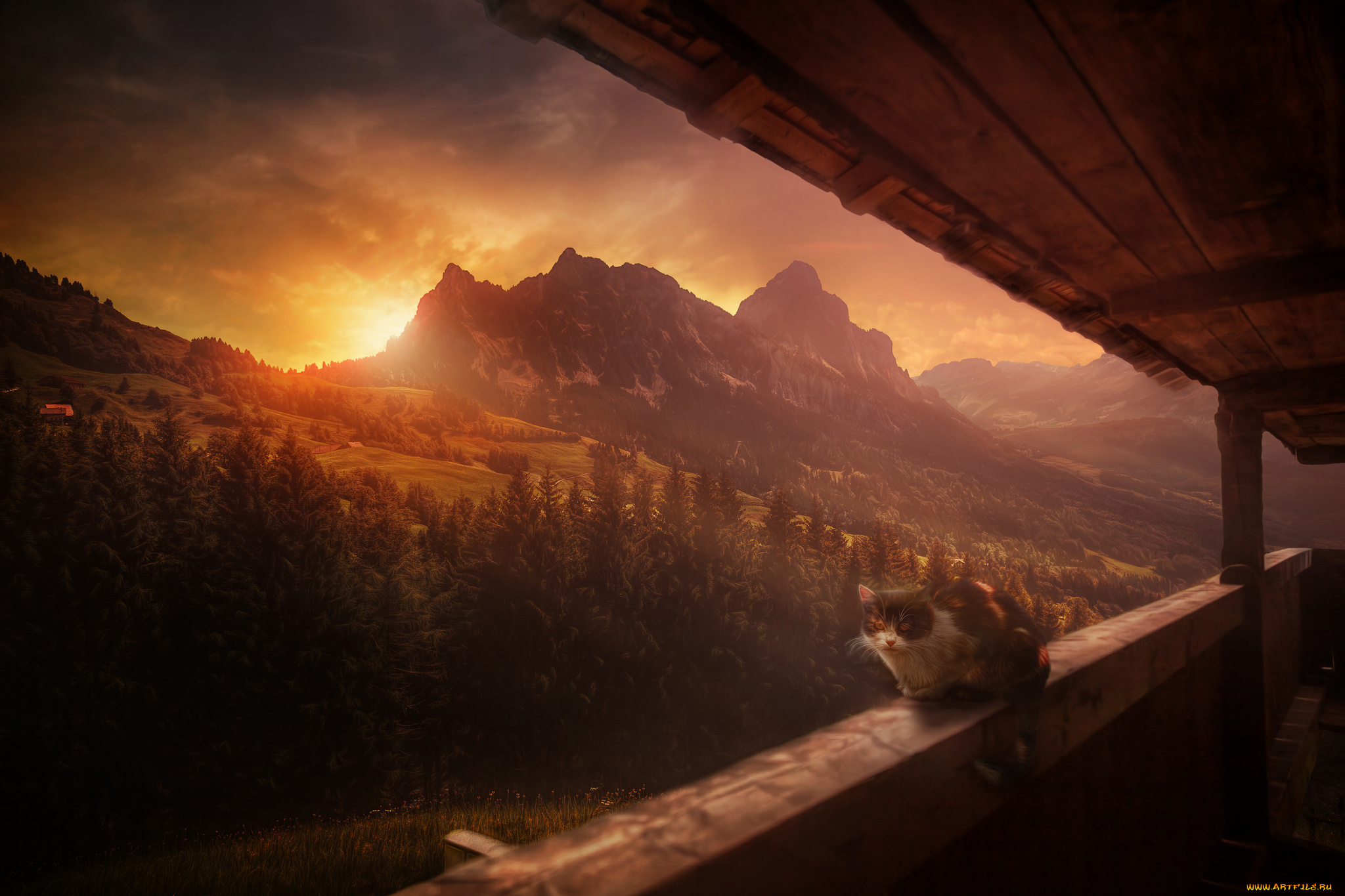 животные, коты, кошка