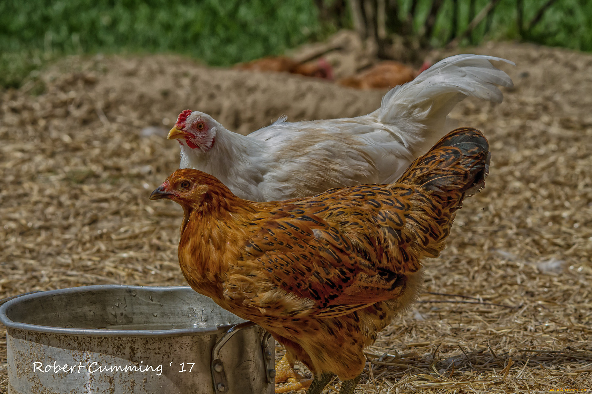 животные, куры, , петухи