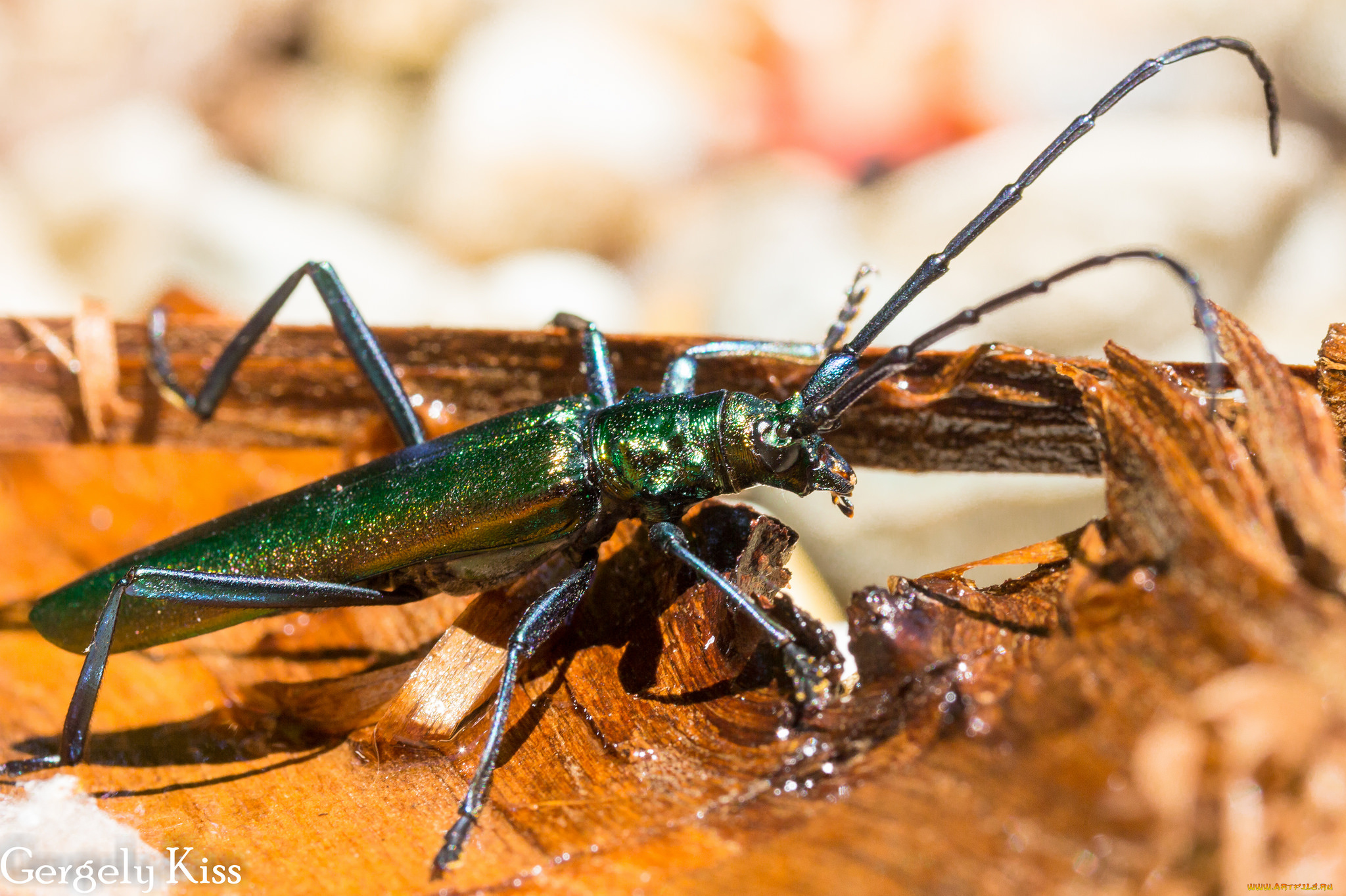 животные, насекомые, жук