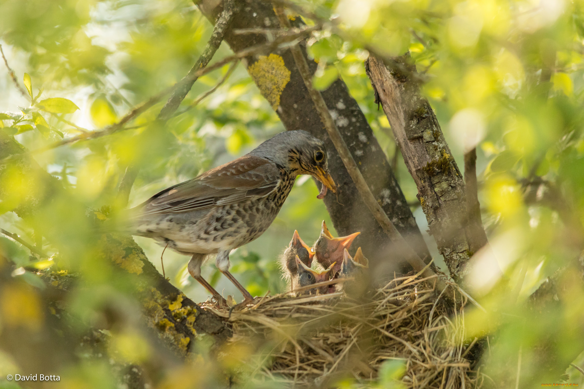 животные, птицы, гнездо