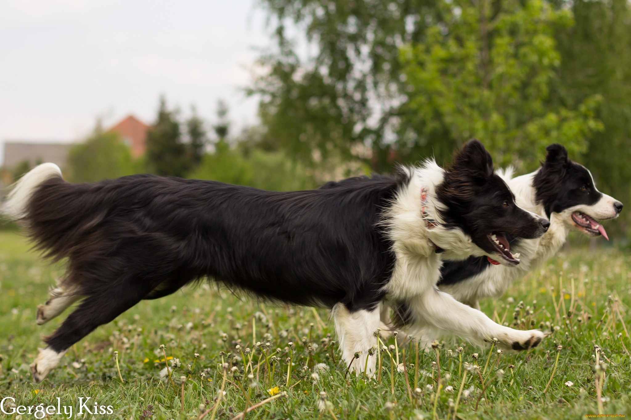 животные, собаки