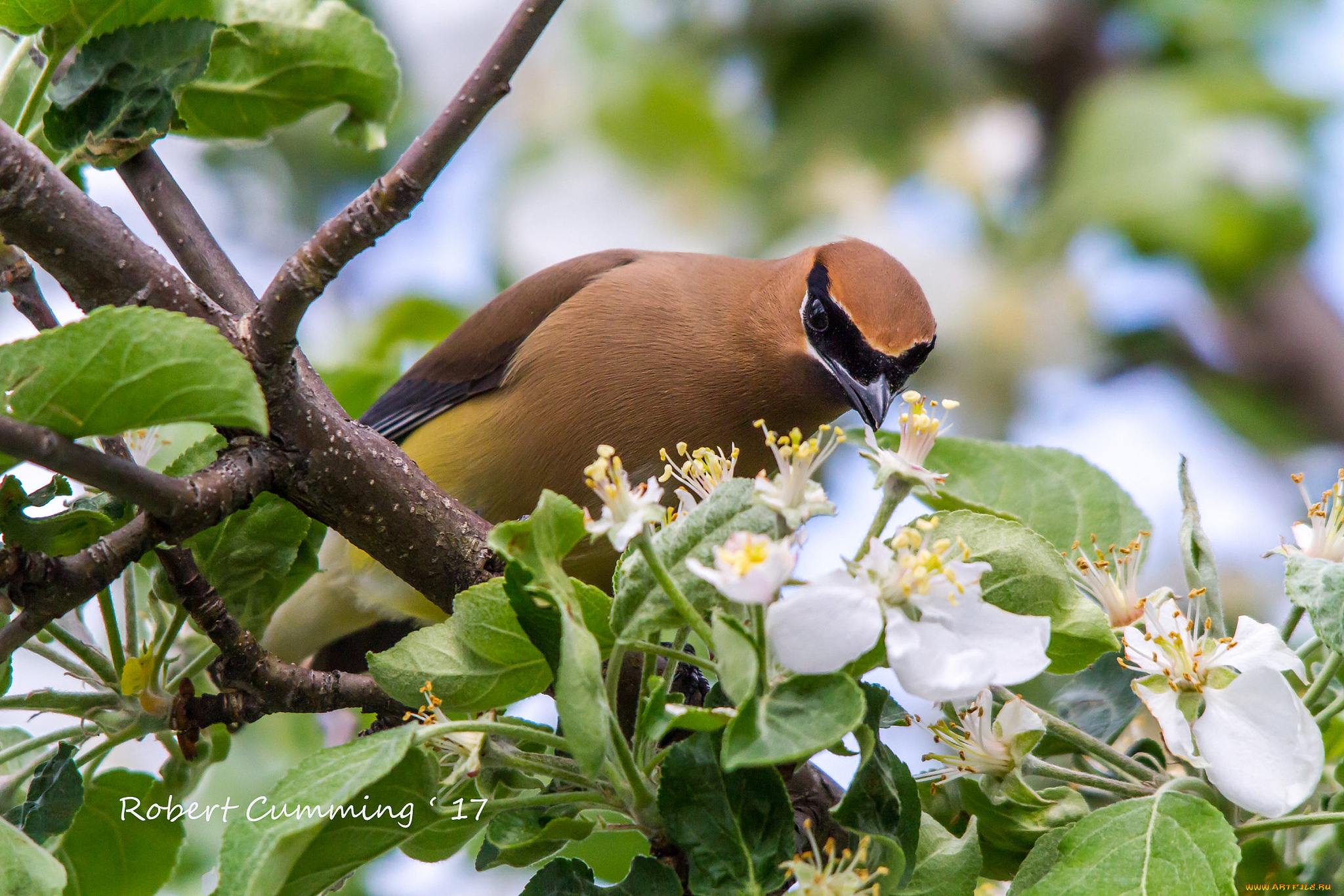 животные, свиристели, птичка