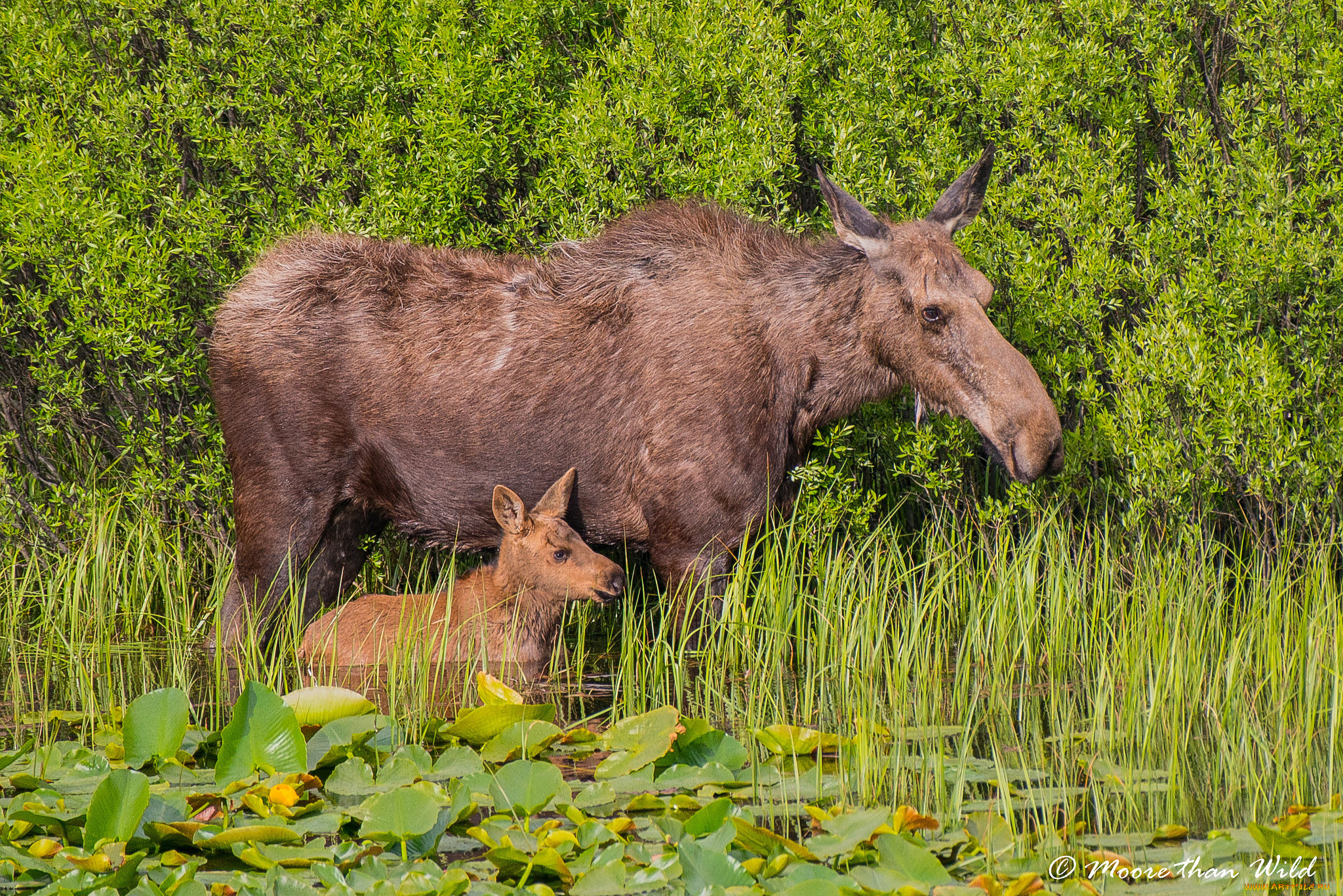 животные, лоси