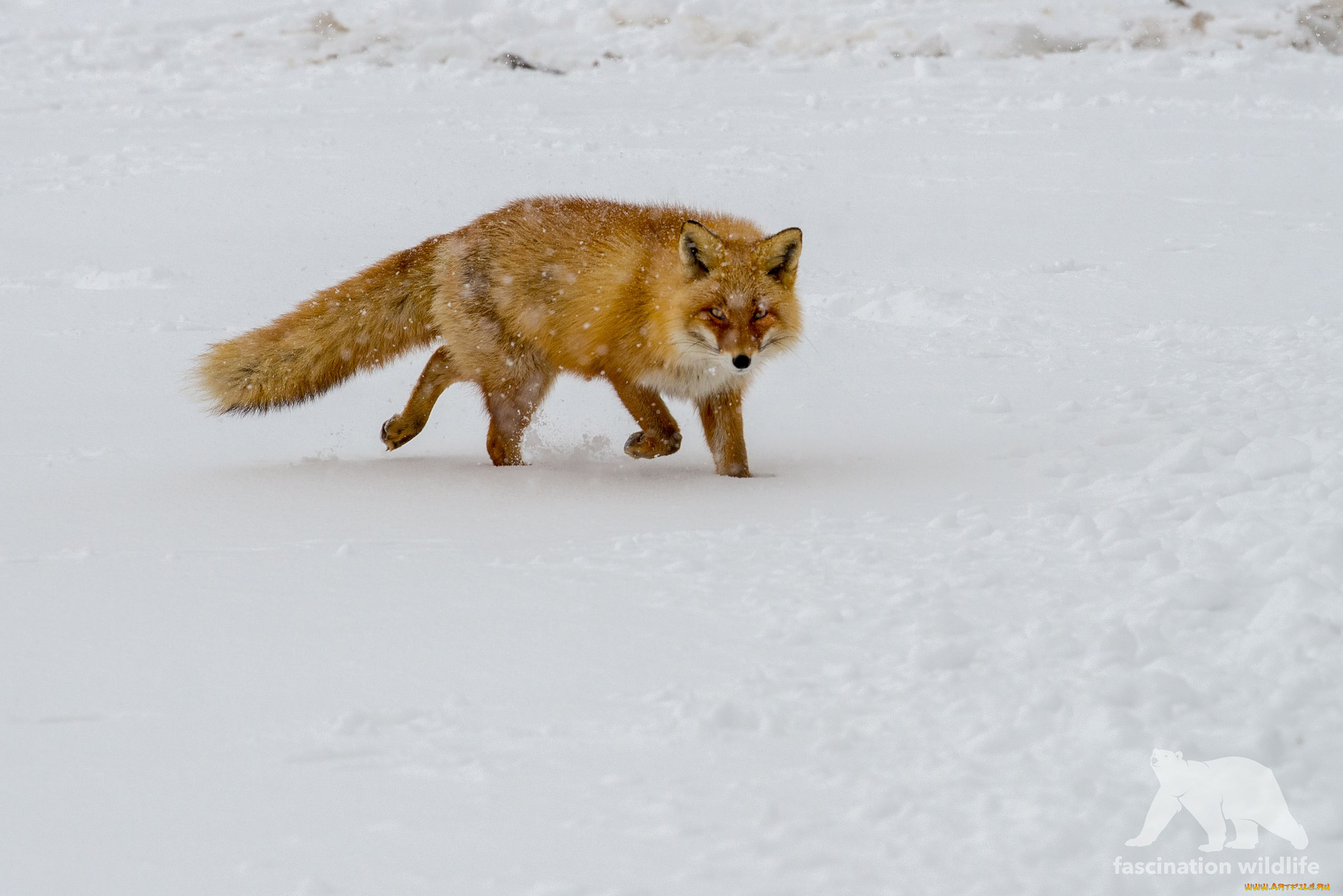 животные, лисы, лиса
