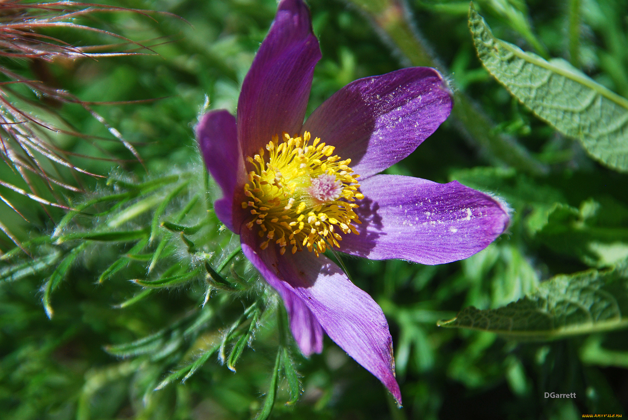 цветы, анемоны, , сон-трава, цветок