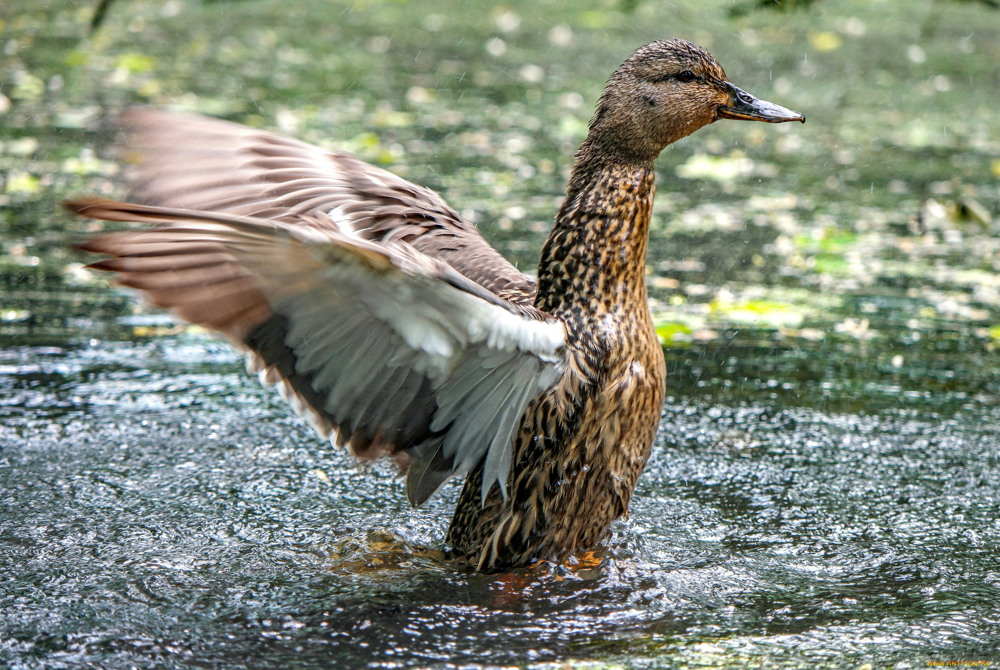 животные, утки, утка