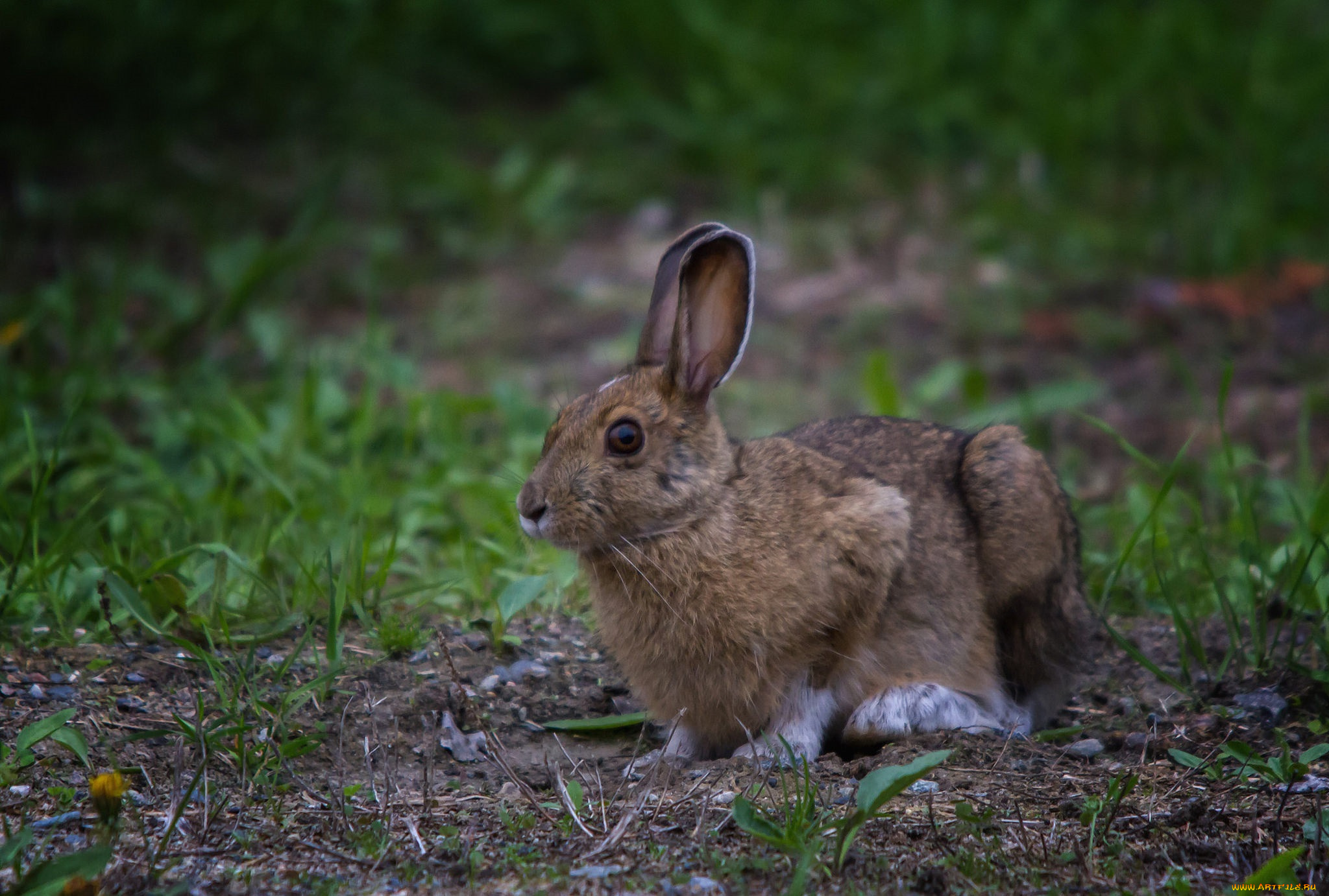 животные, кролики, , зайцы, заяц