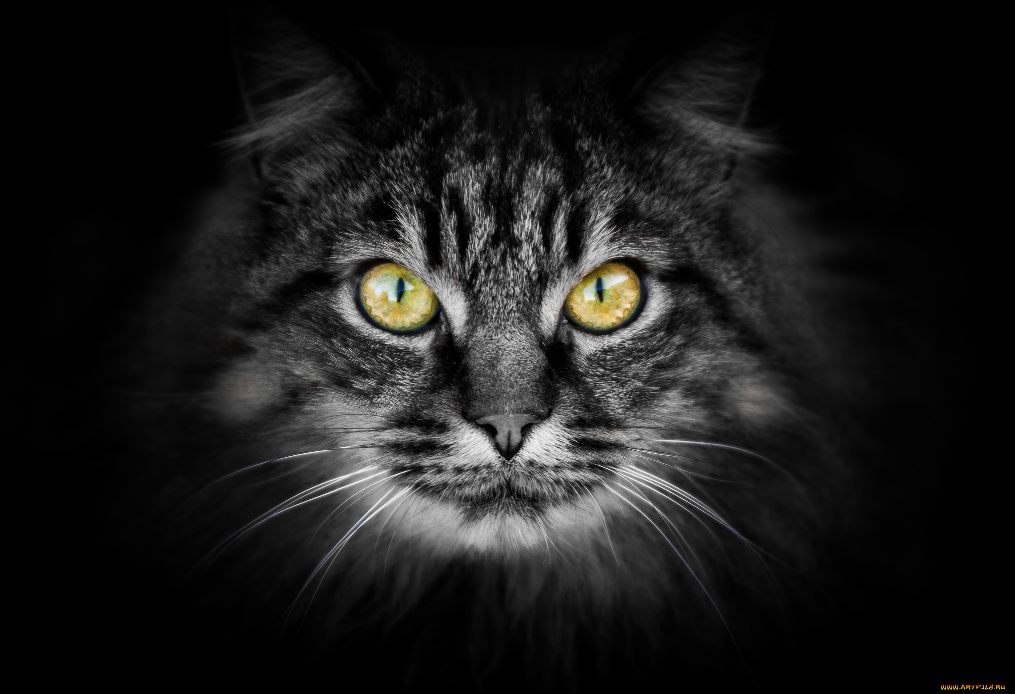 животные, коты, фон, взгляд, кот, котяра, кошак, котэ