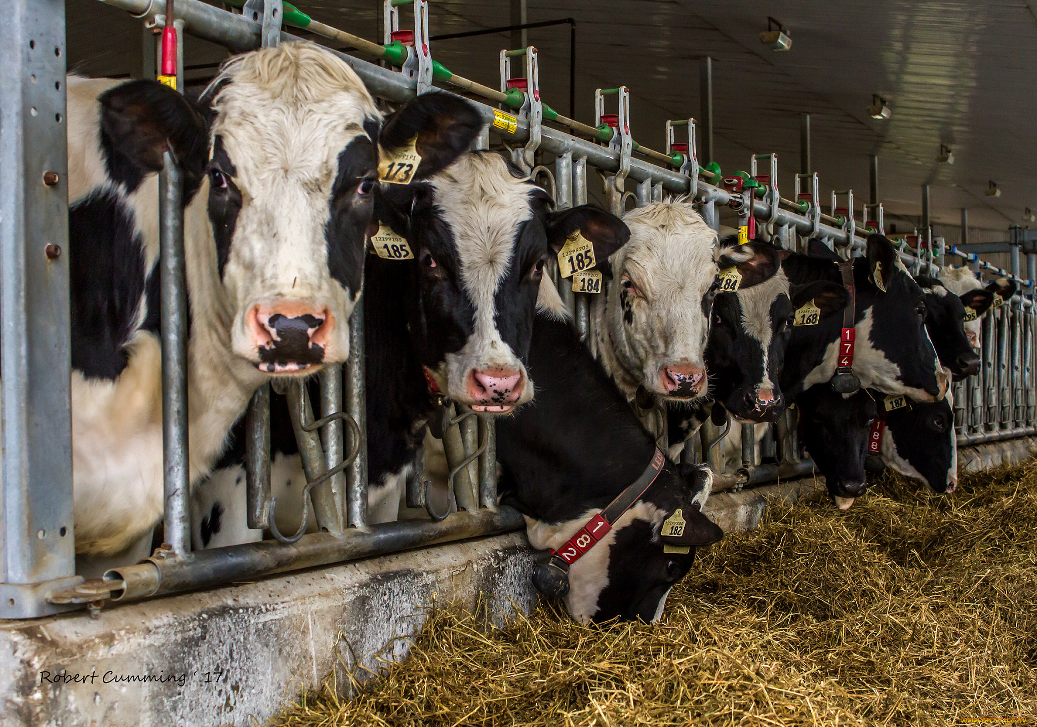 животные, коровы, , буйволы