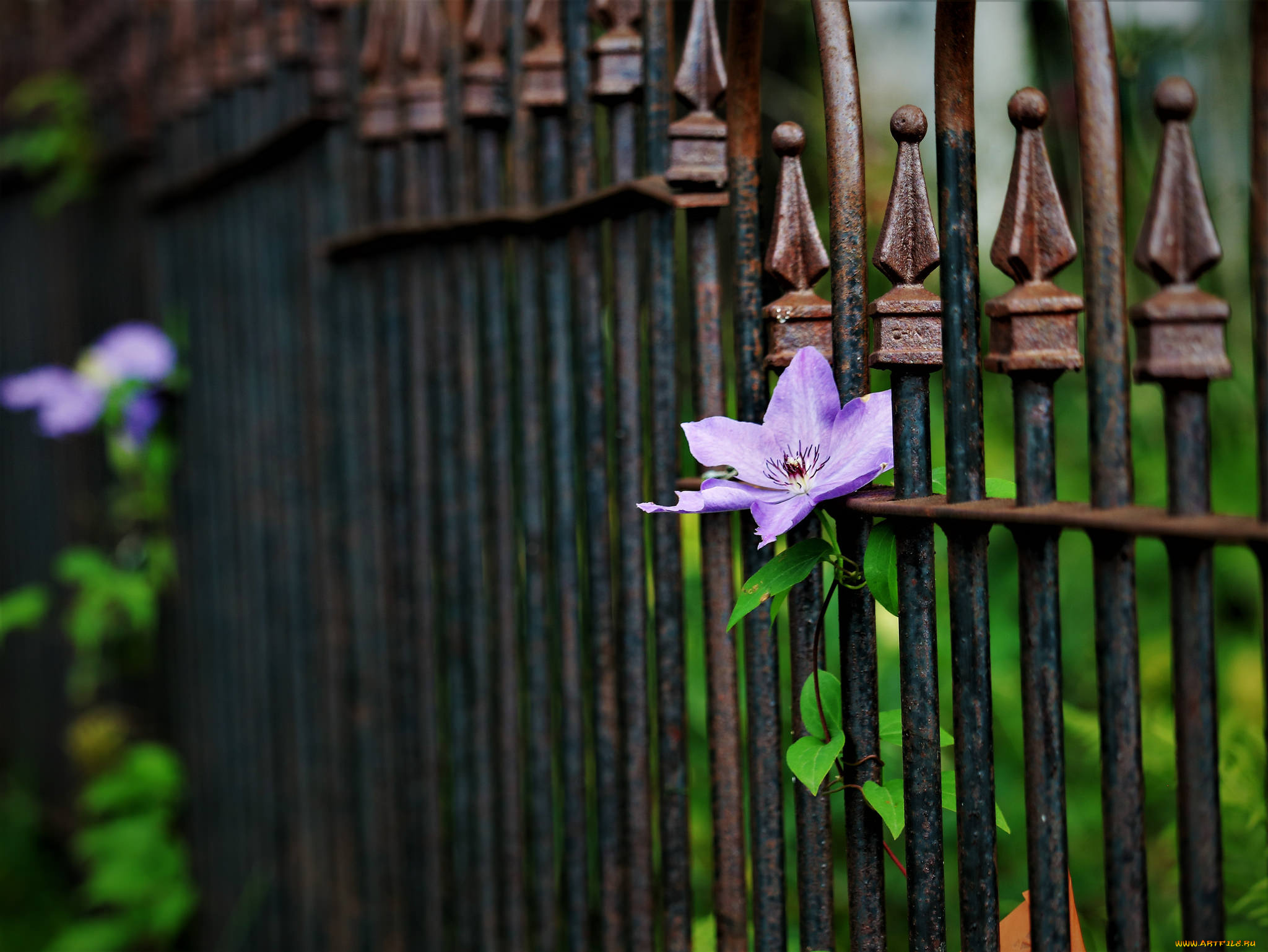 цветы, клематис, , ломонос, клематис