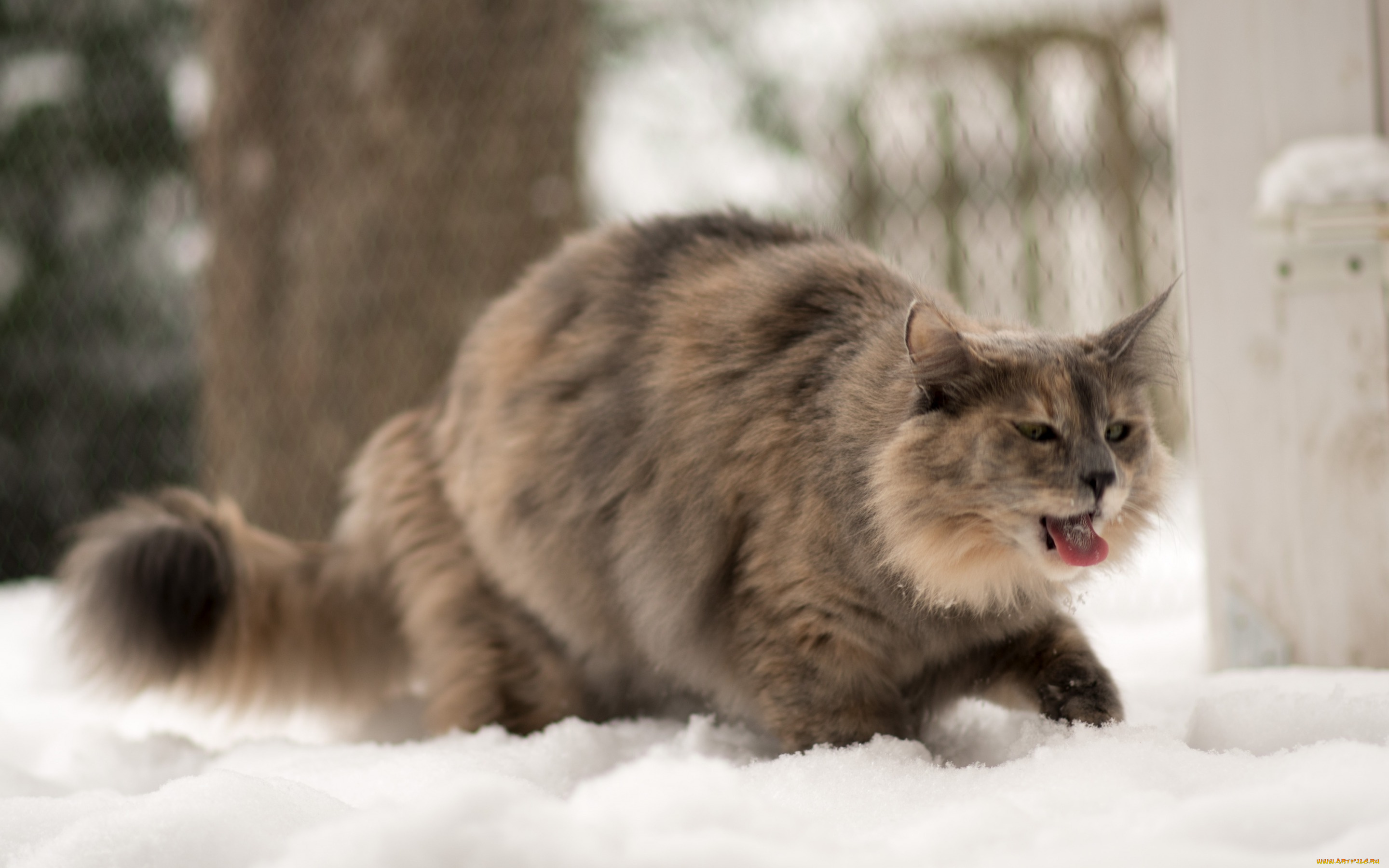 животные, коты, кошка, зима, язык