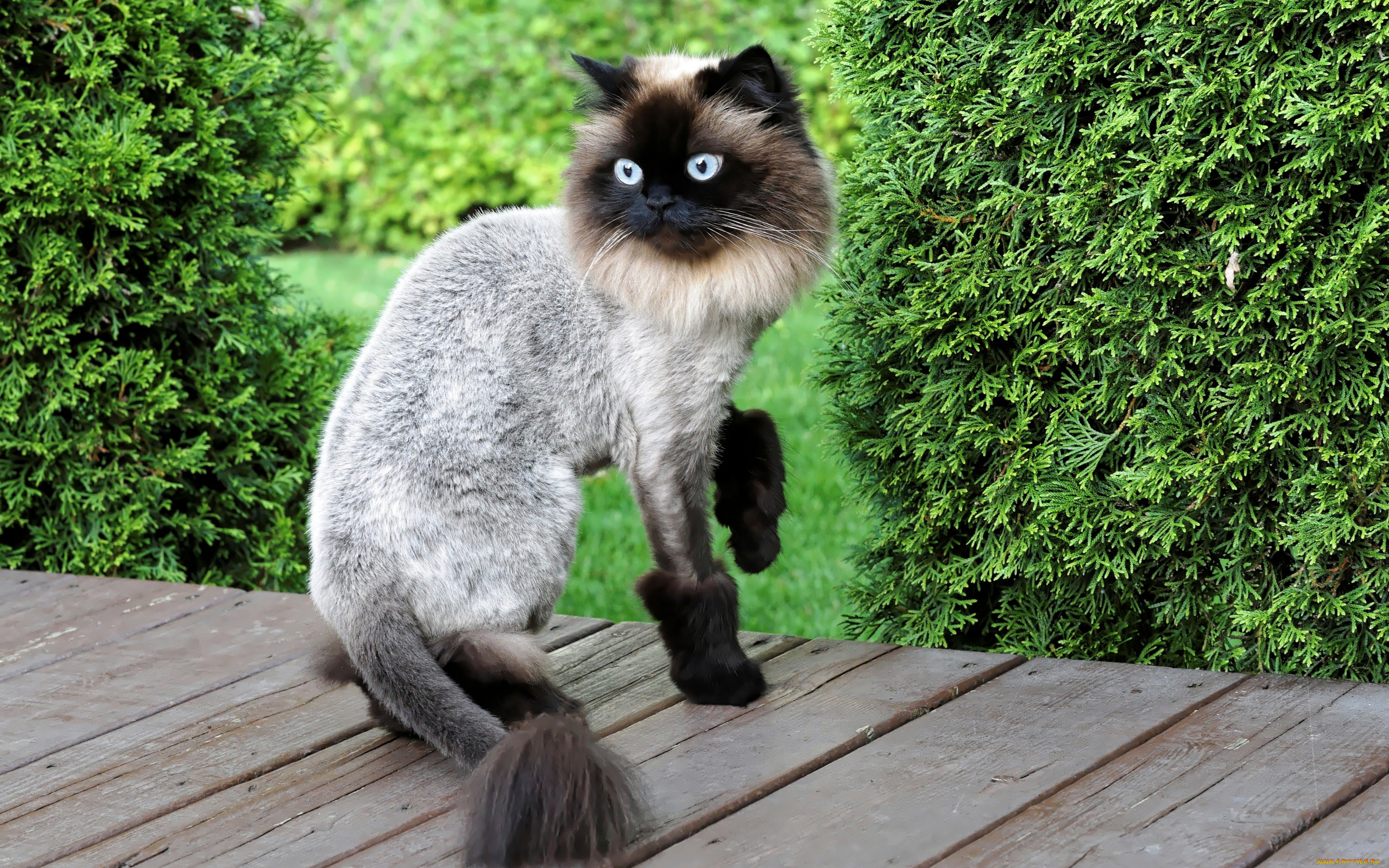 животные, коты, стиль, стрижка, кот