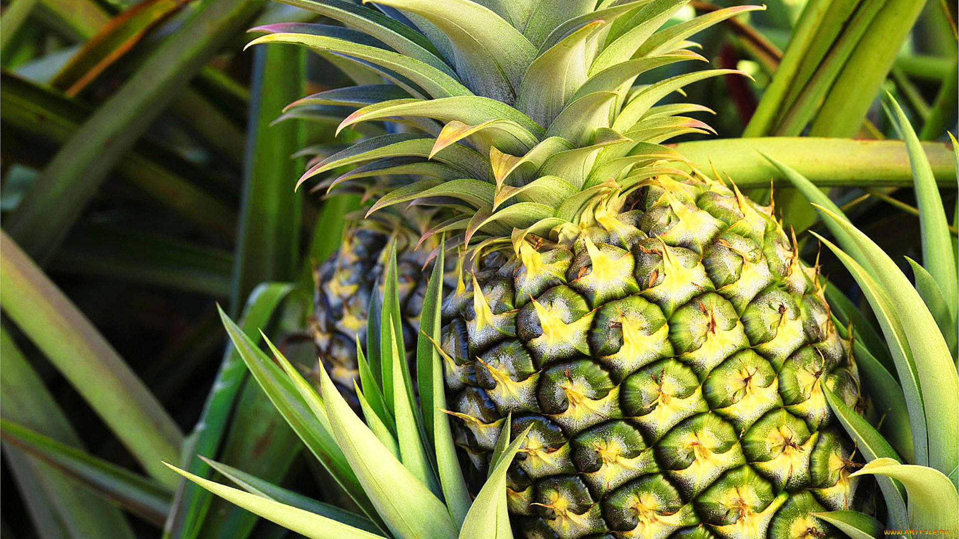 еда, ананас, фрукт