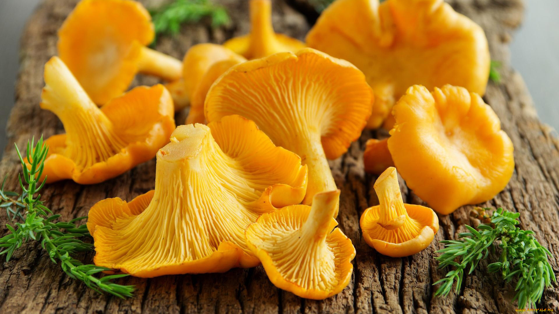 еда, грибы, , грибные, блюда, лисички