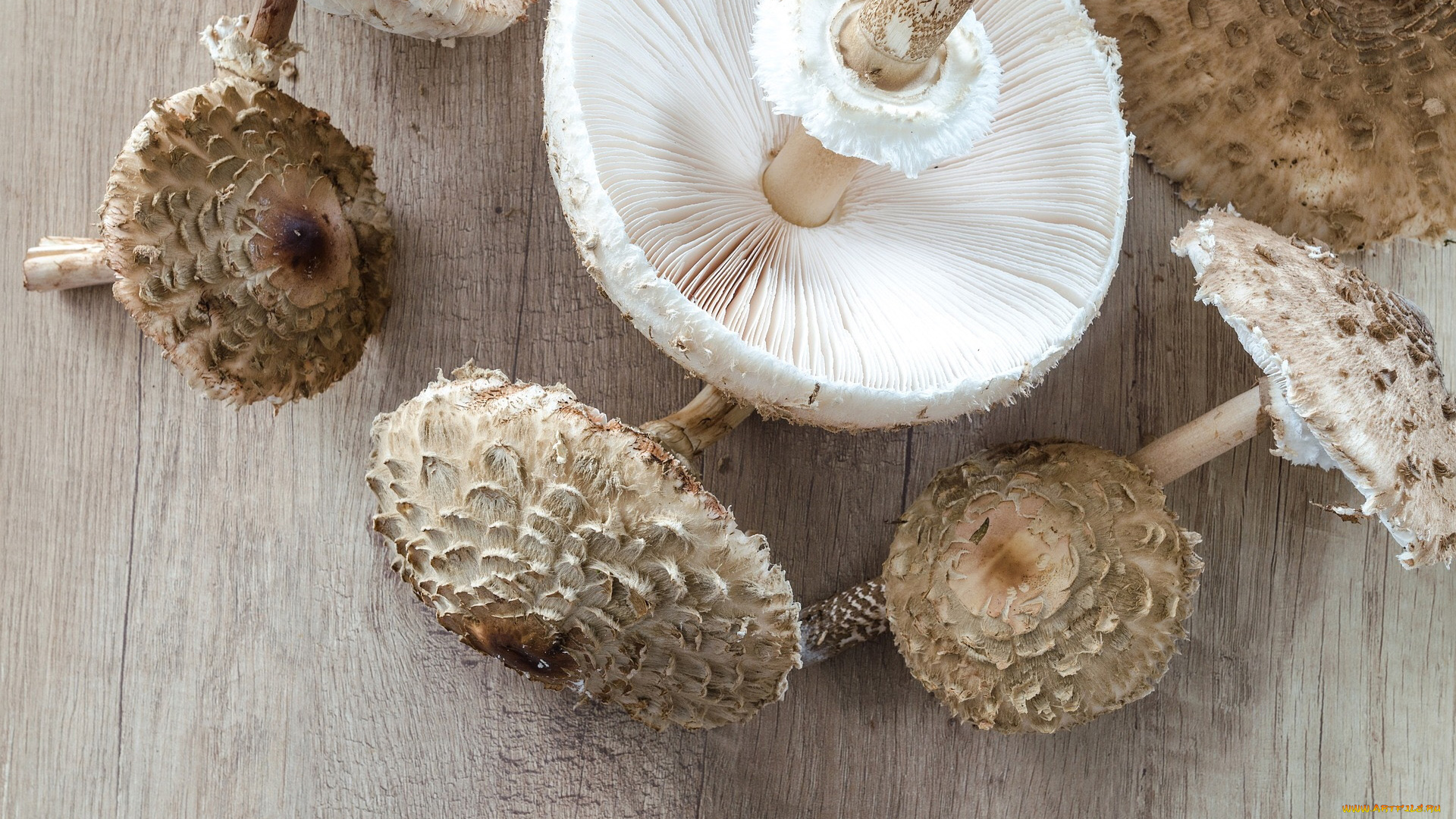 еда, грибы, , грибные, блюда, зонтики